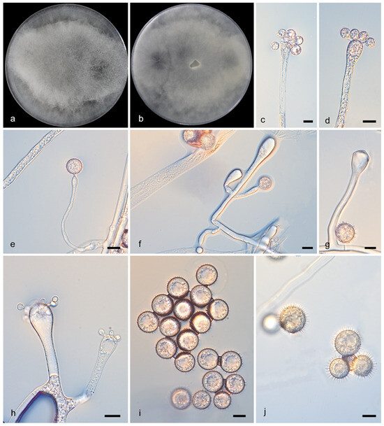 Microorganisms 13 02508 g008