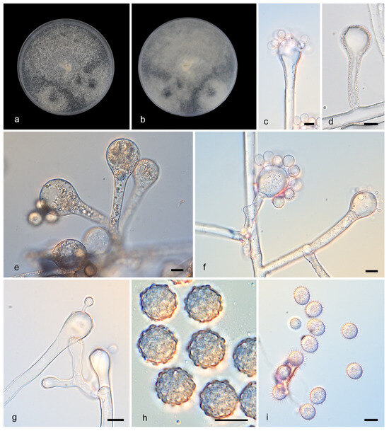 Microorganisms 13 02508 g009