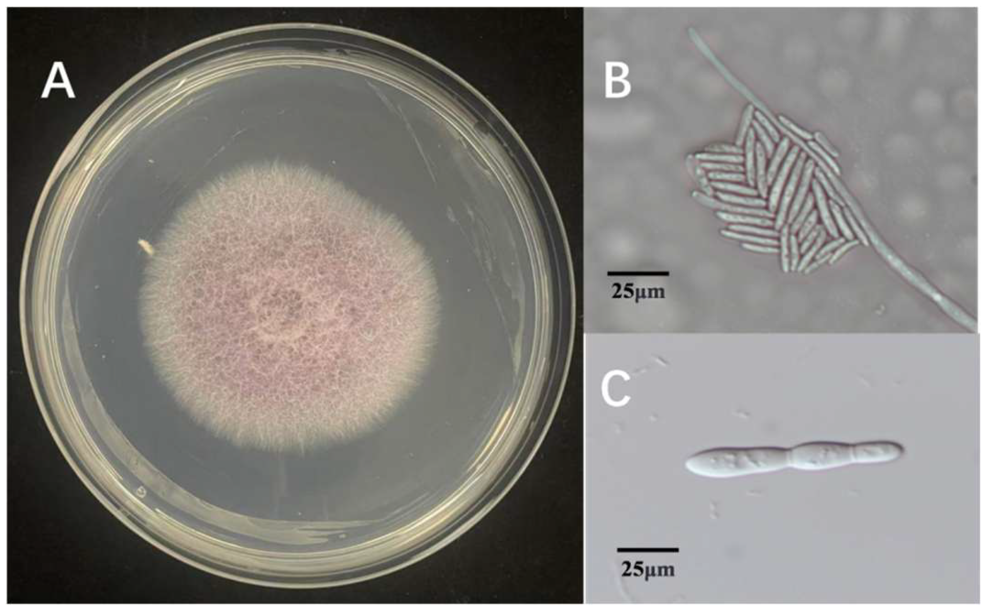 Microorganisms 13 02511 g001