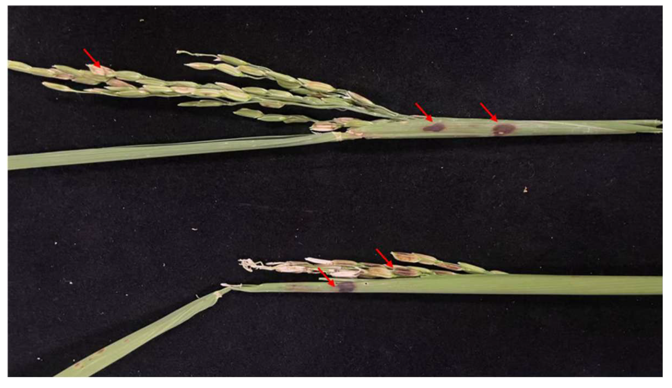 Microorganisms 13 02511 g003