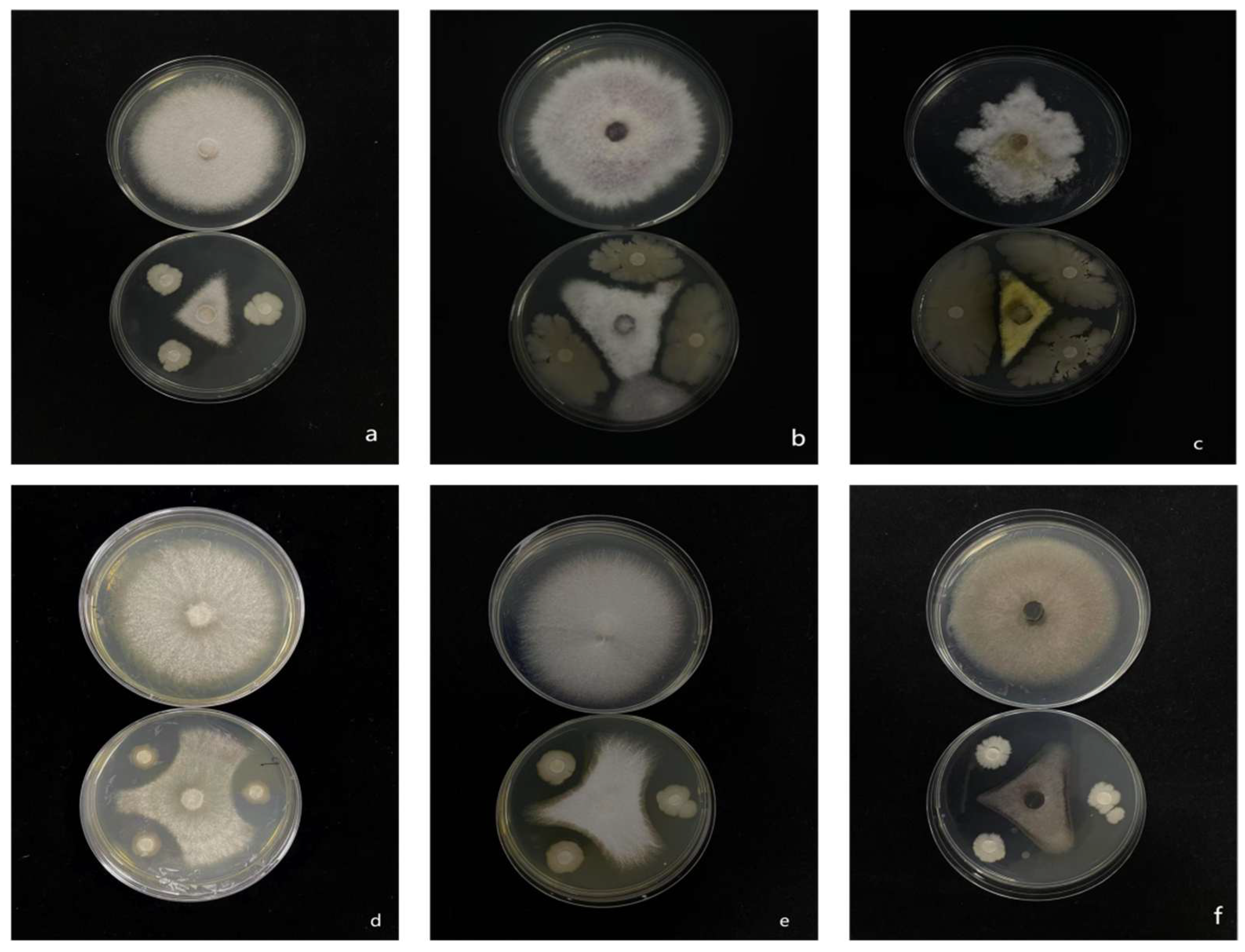 Microorganisms 13 02511 g008