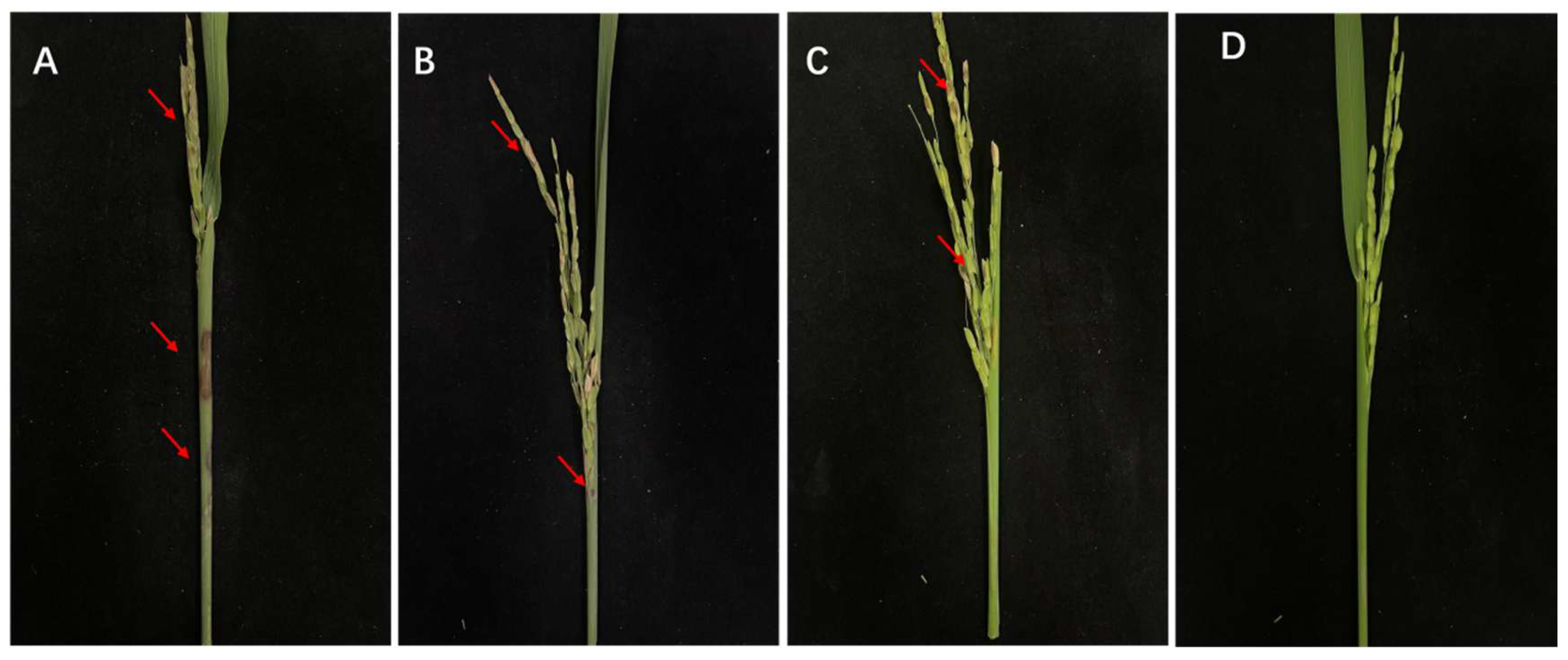 Microorganisms 13 02511 g010