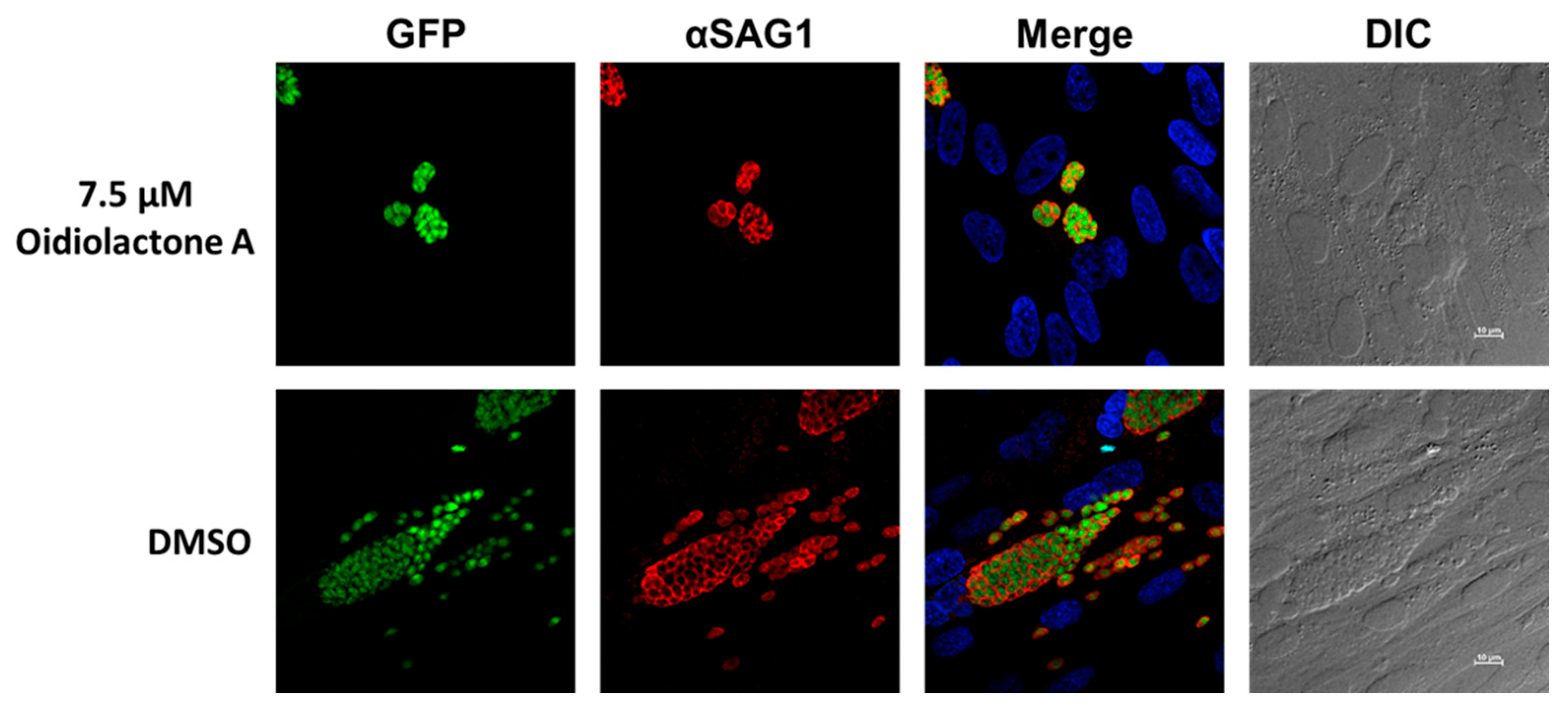 Microorganisms 13 02527 g004 Microorganisms 13 02527 g004