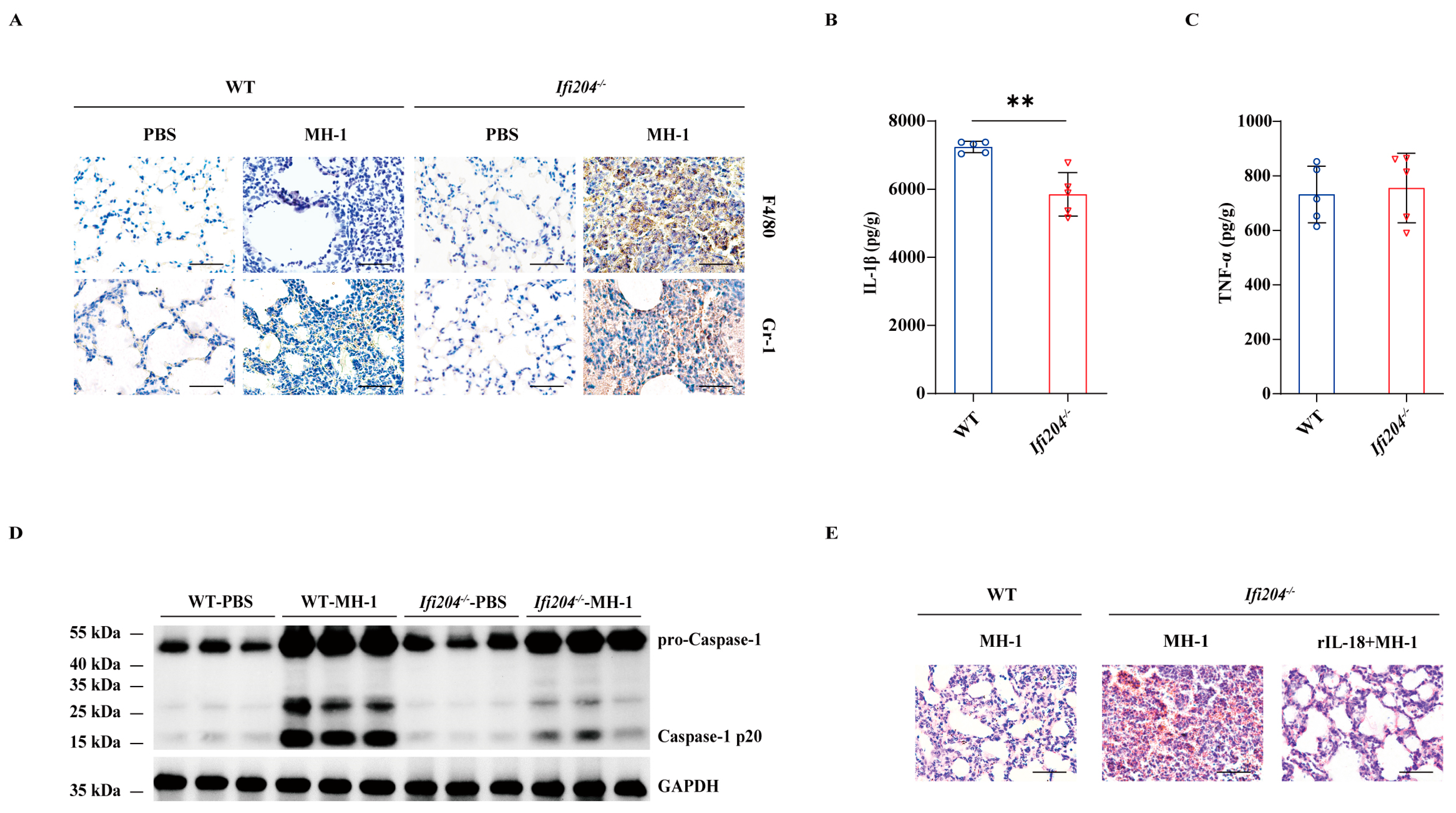 Microorganisms 13 02557 g002