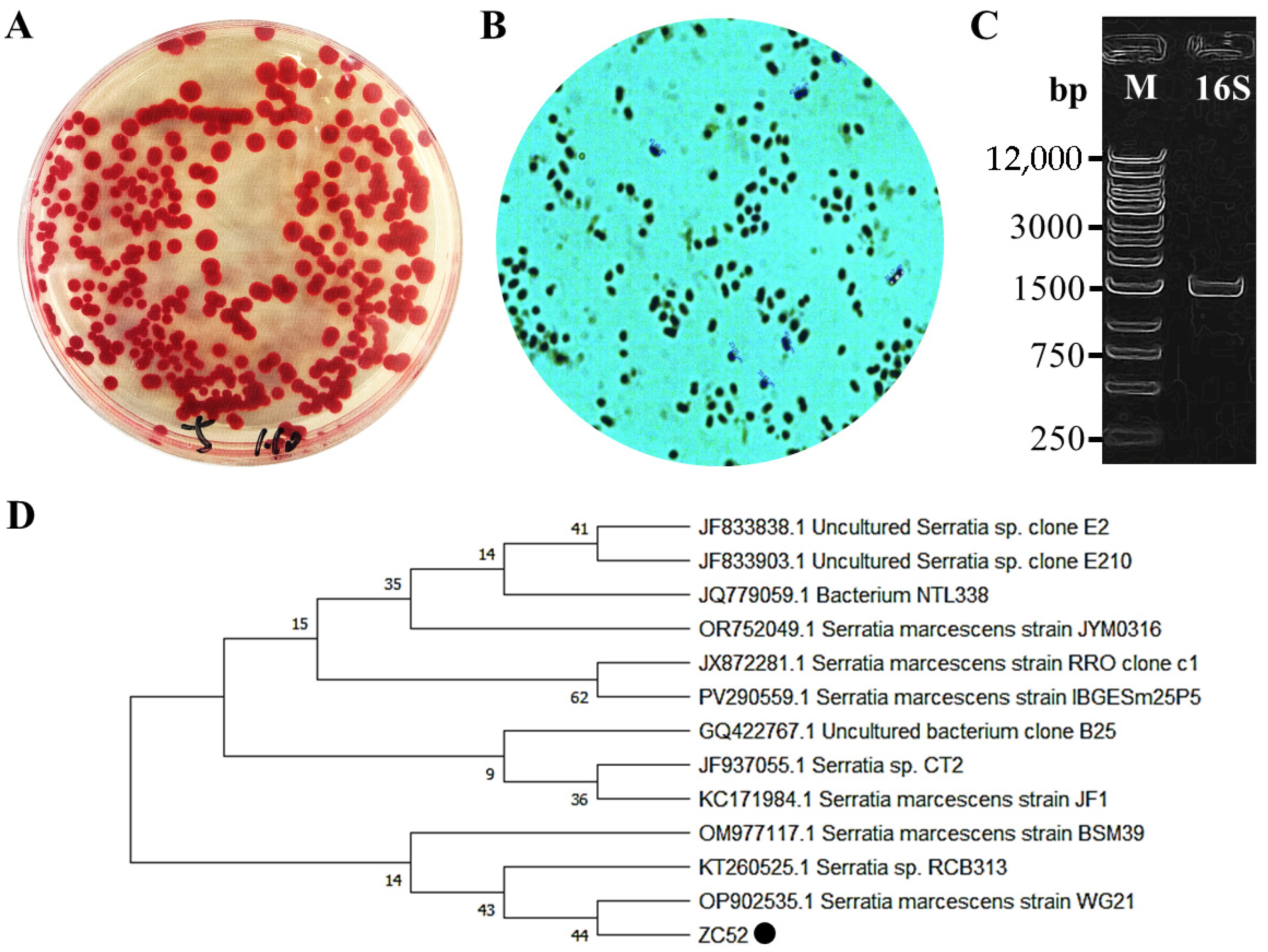 Microorganisms 13 02569 g001