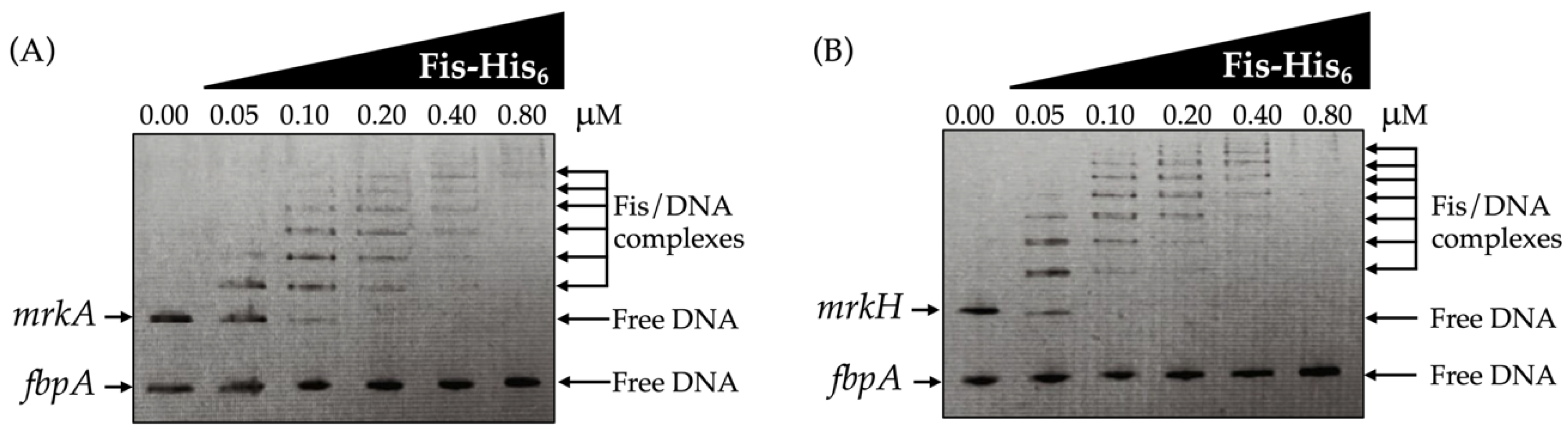 Microorganisms 13 02591 g004 Microorganisms 13 02591 g004