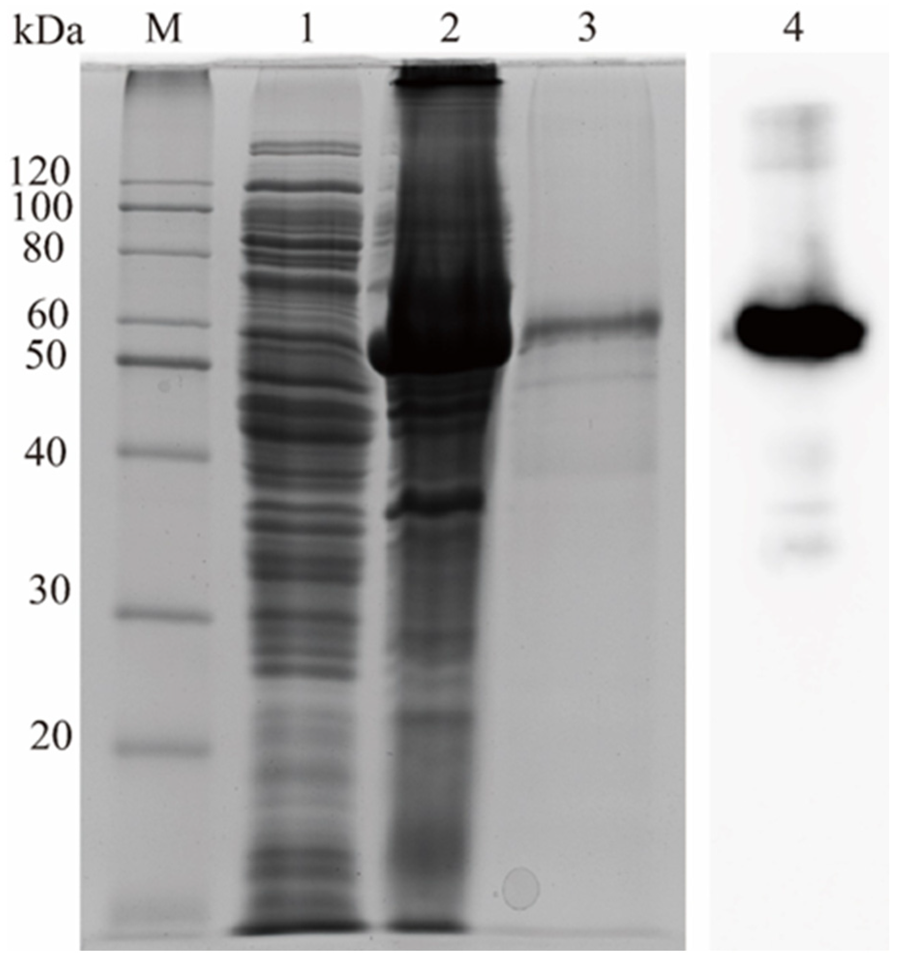 Microorganisms 13 02602 g002