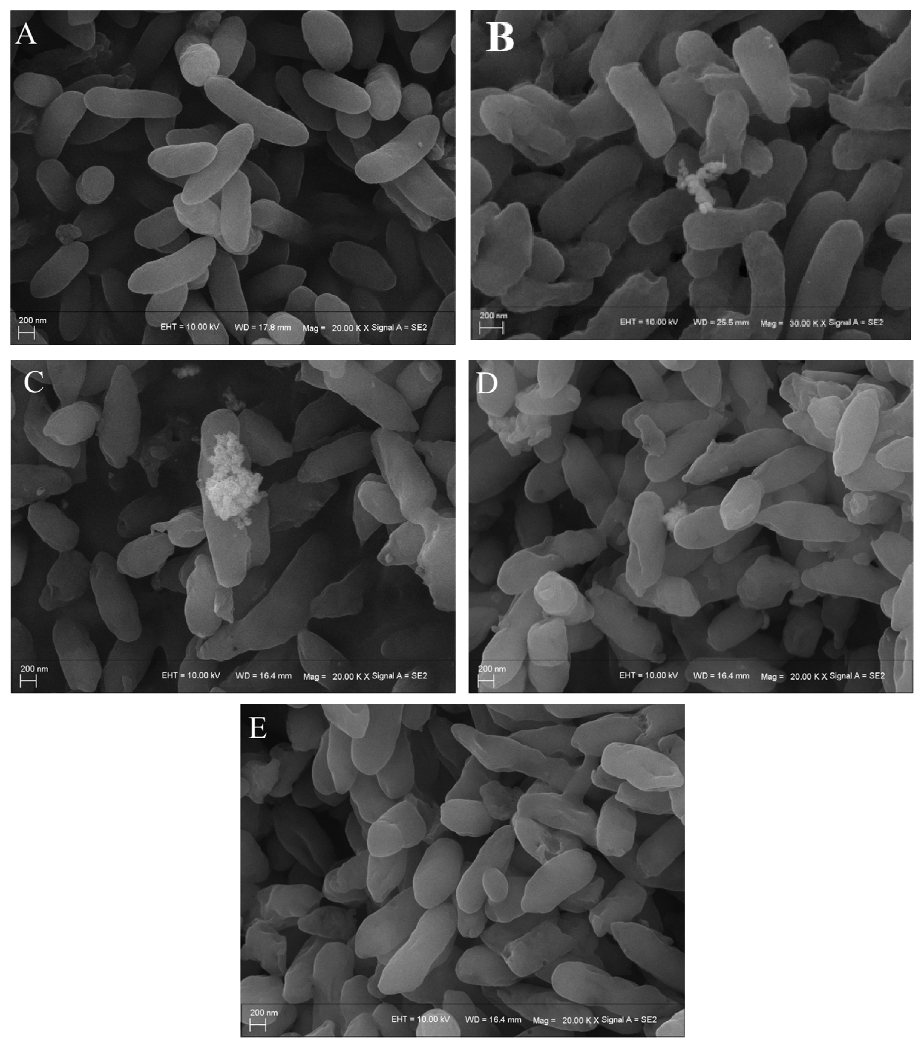 Microorganisms 13 02608 g006