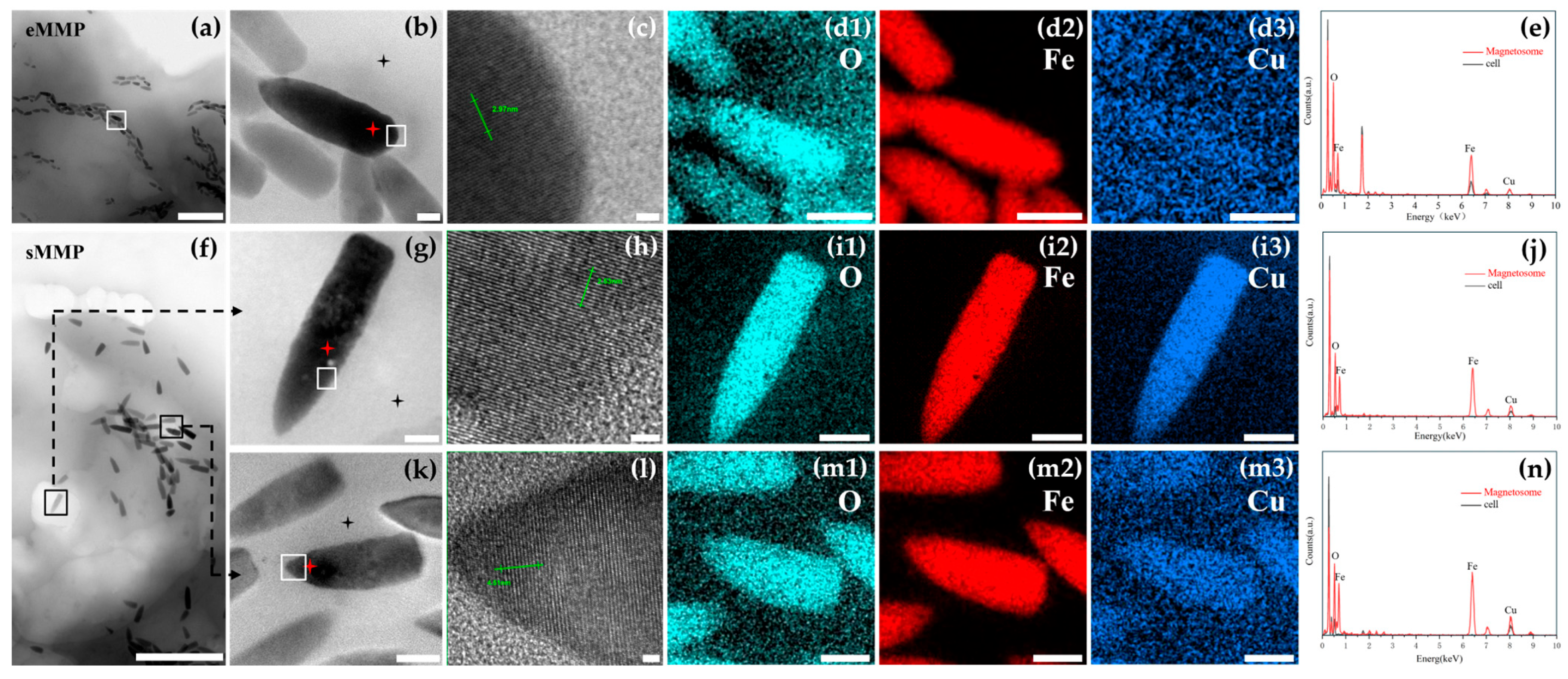 Microorganisms 13 02624 g004 Microorganisms 13 02624 g004