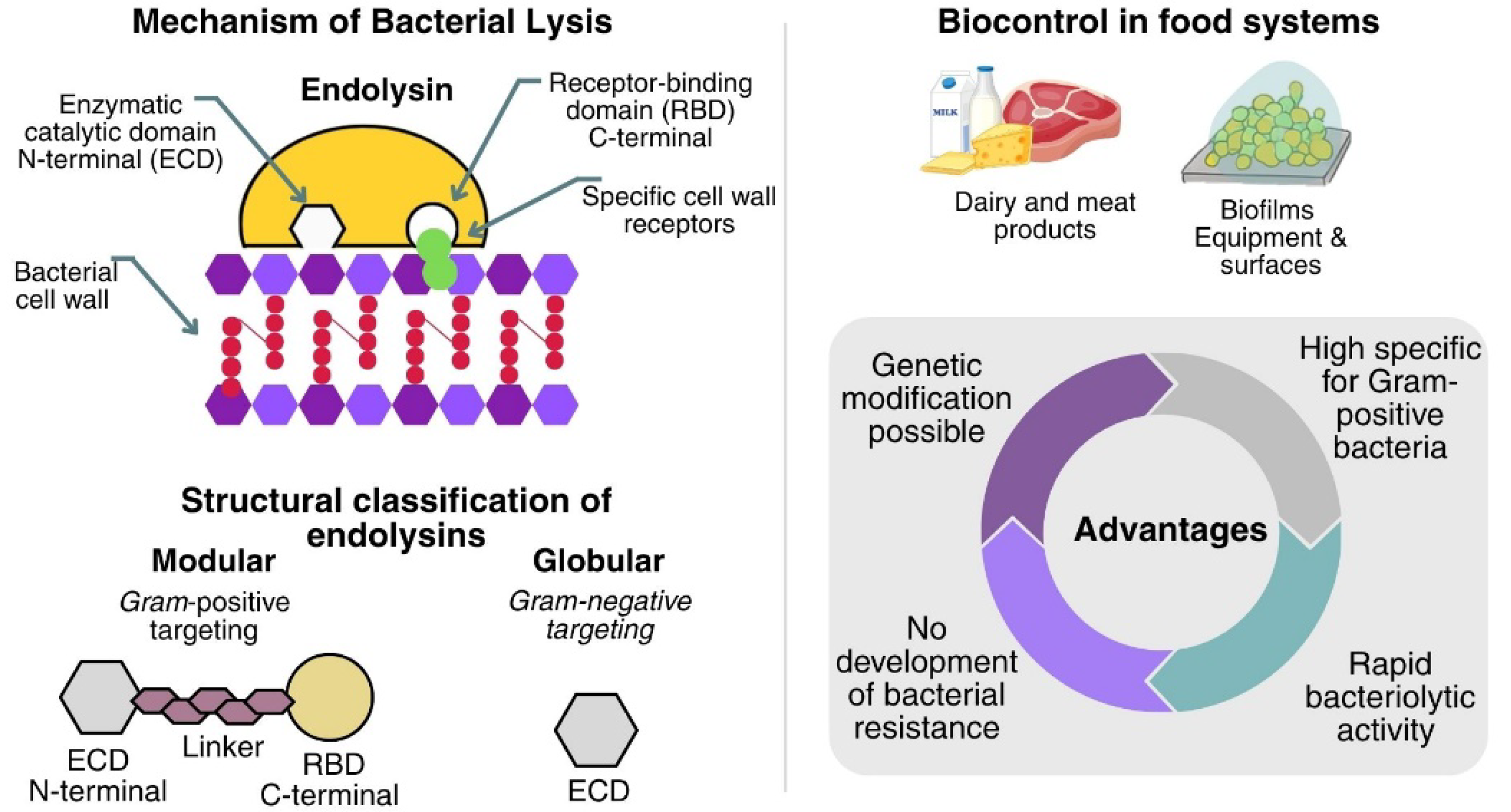 Microorganisms 13 02638 g002 Microorganisms 13 02638 g002