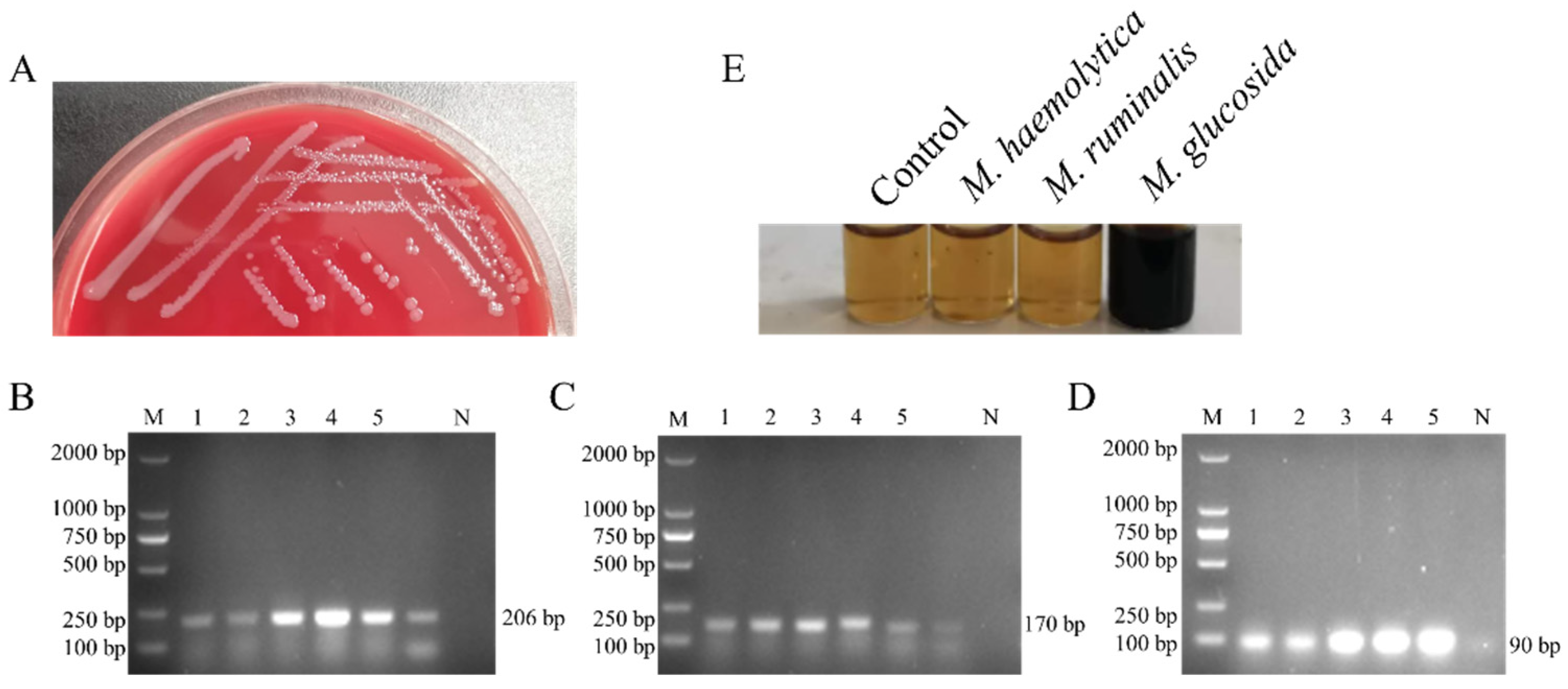 Microorganisms 13 02676 g001 Microorganisms 13 02676 g001