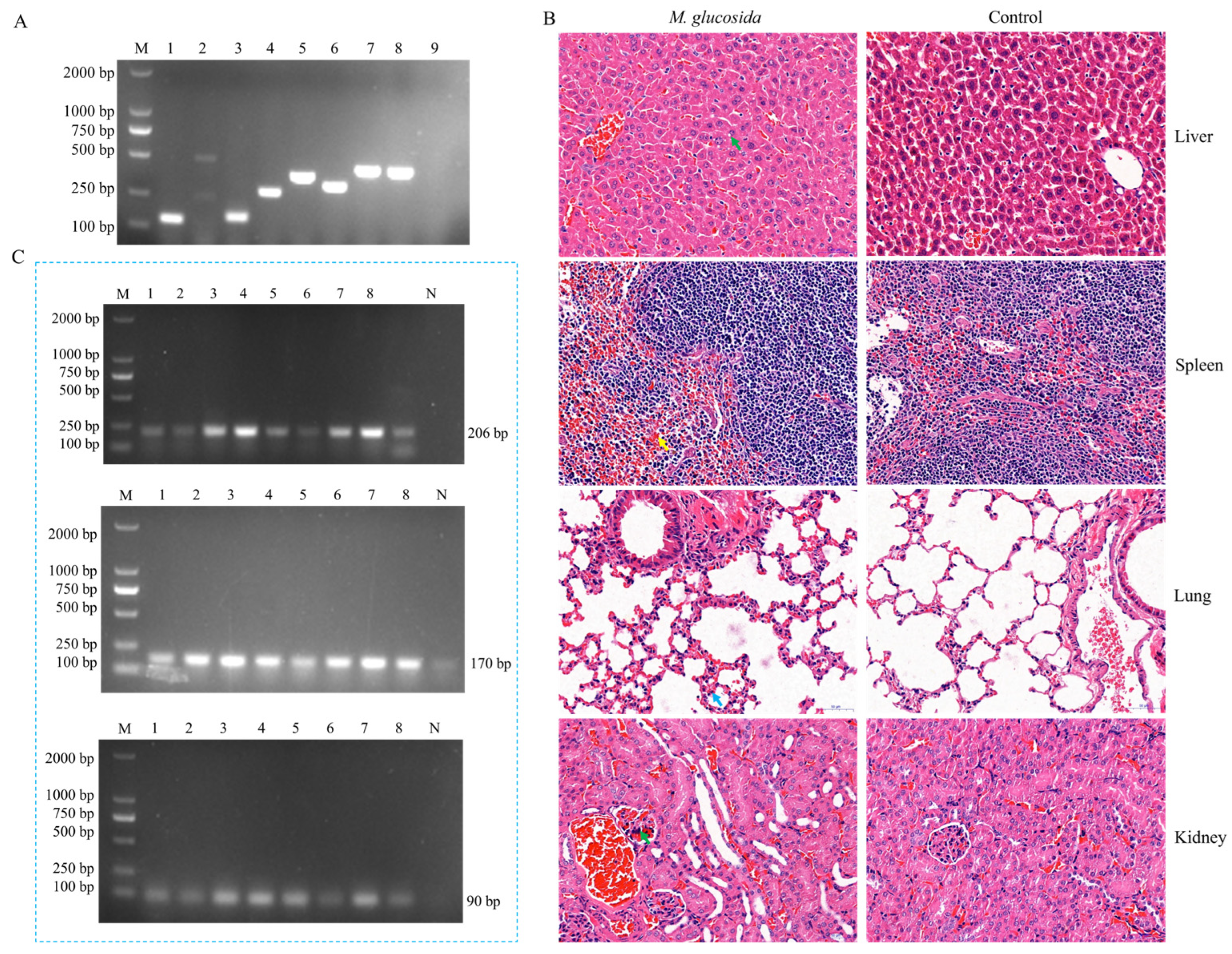 Microorganisms 13 02676 g002 Microorganisms 13 02676 g002