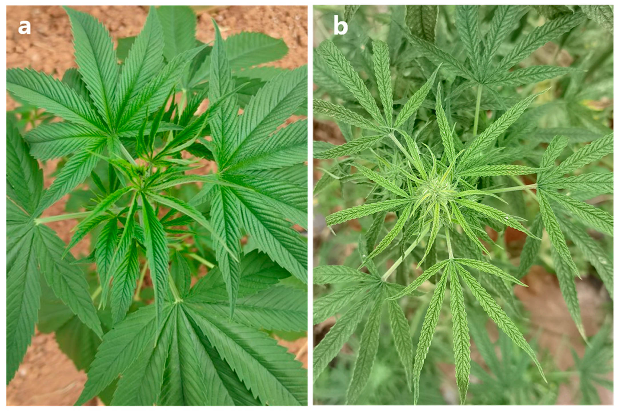 Microorganisms 13 02682 g001