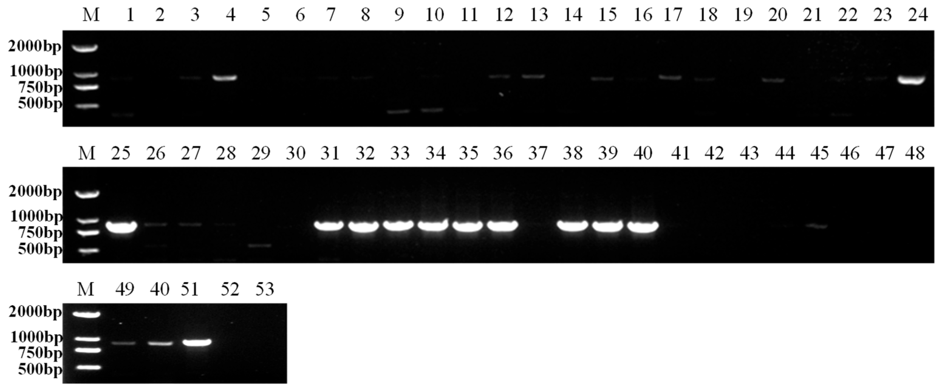 Microorganisms 13 02682 g004