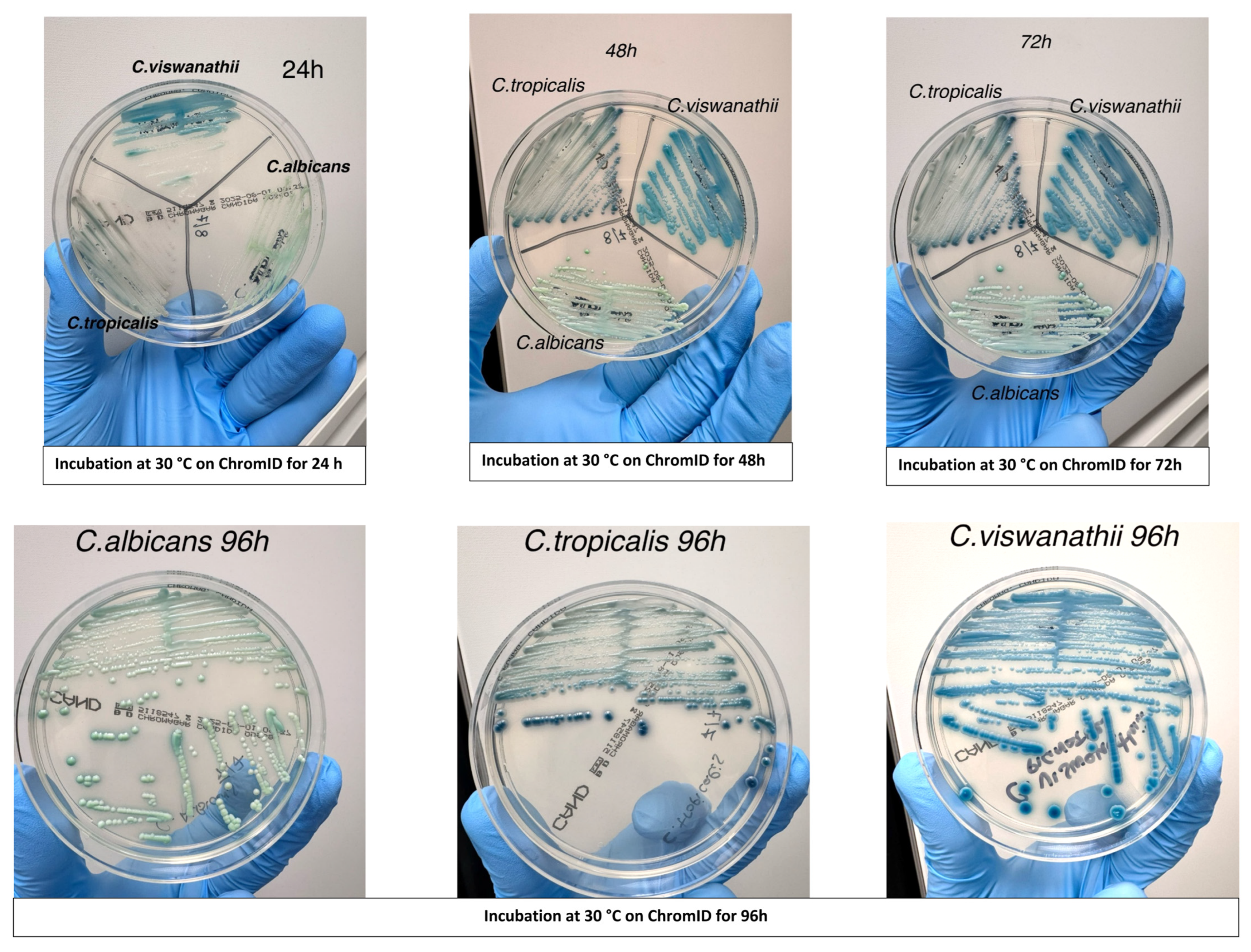 Microorganisms 13 02698 g001