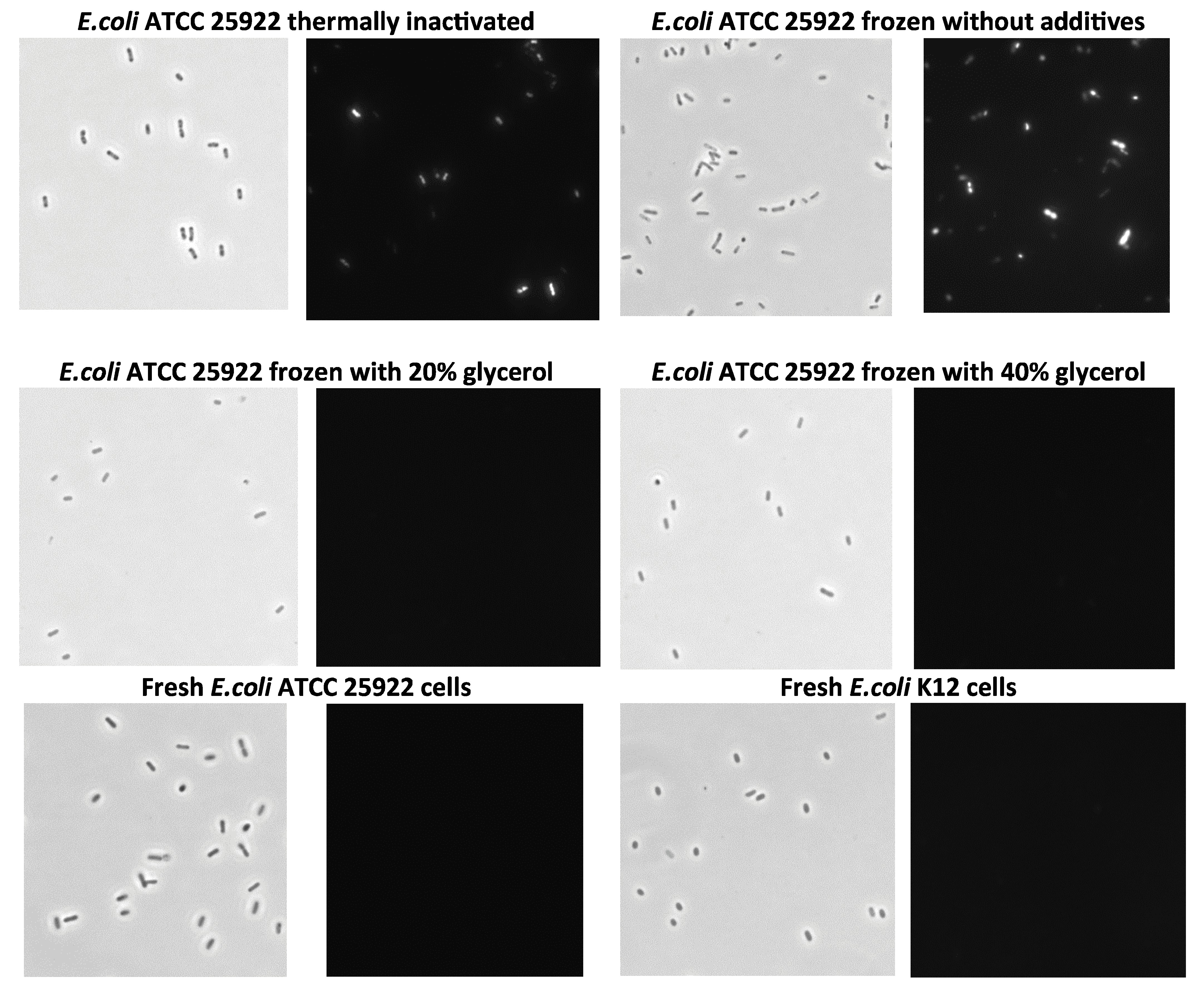 Microorganisms 13 02745 g008 Microorganisms 13 02745 g008