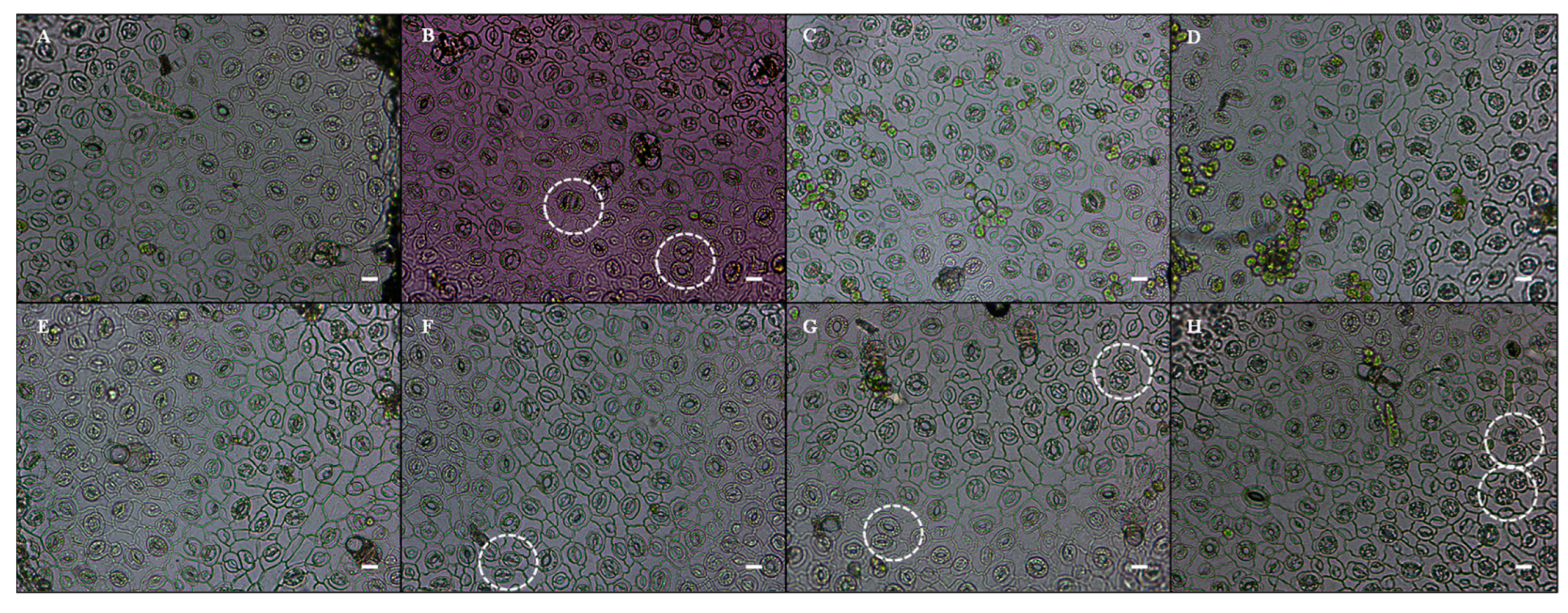 Microorganisms 13 02754 g005 Microorganisms 13 02754 g005