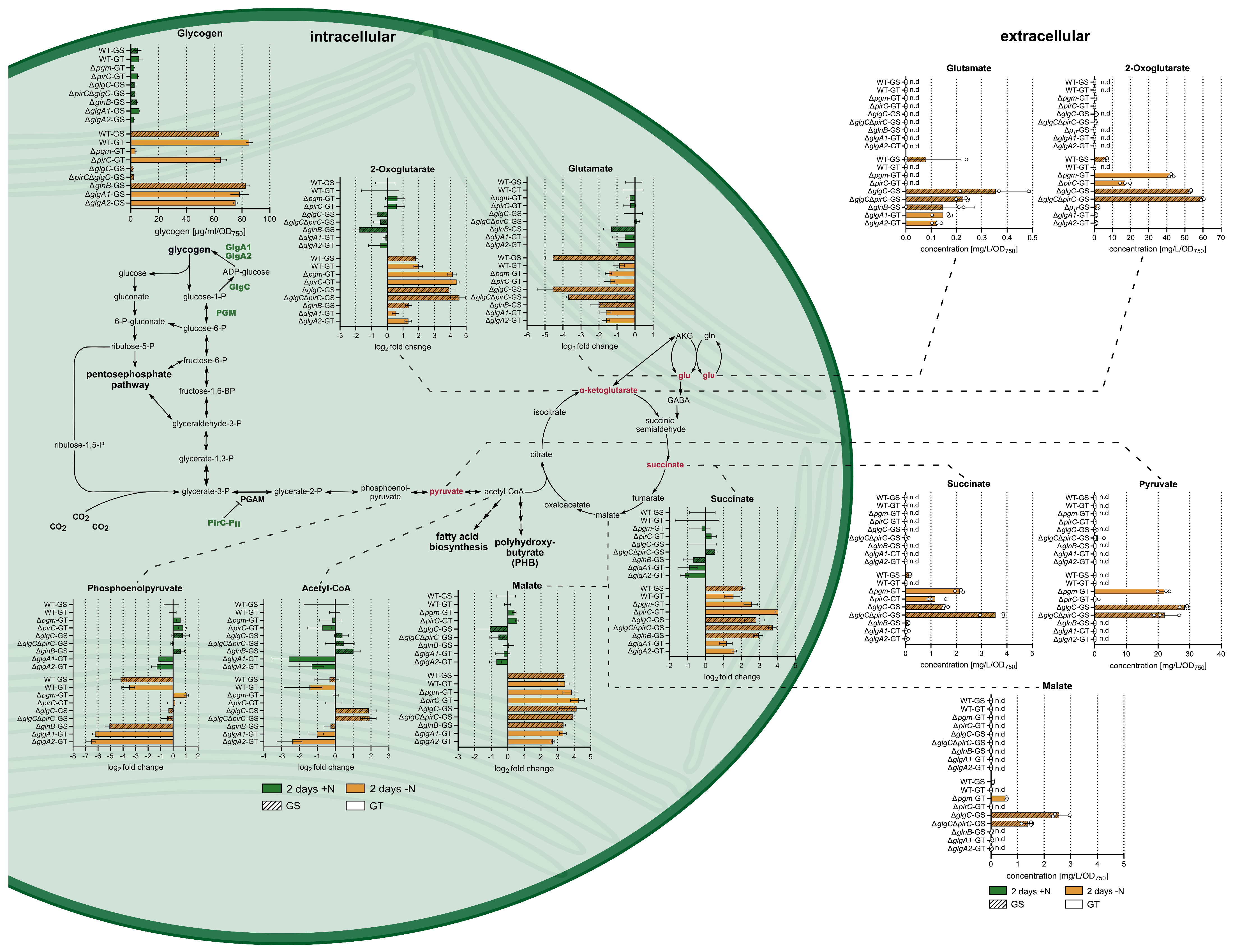 Microorganisms 13 02767 g001
