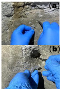 Microorganisms 13 02788 i001