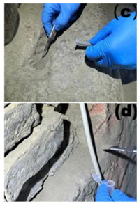 Microorganisms 13 02788 i002