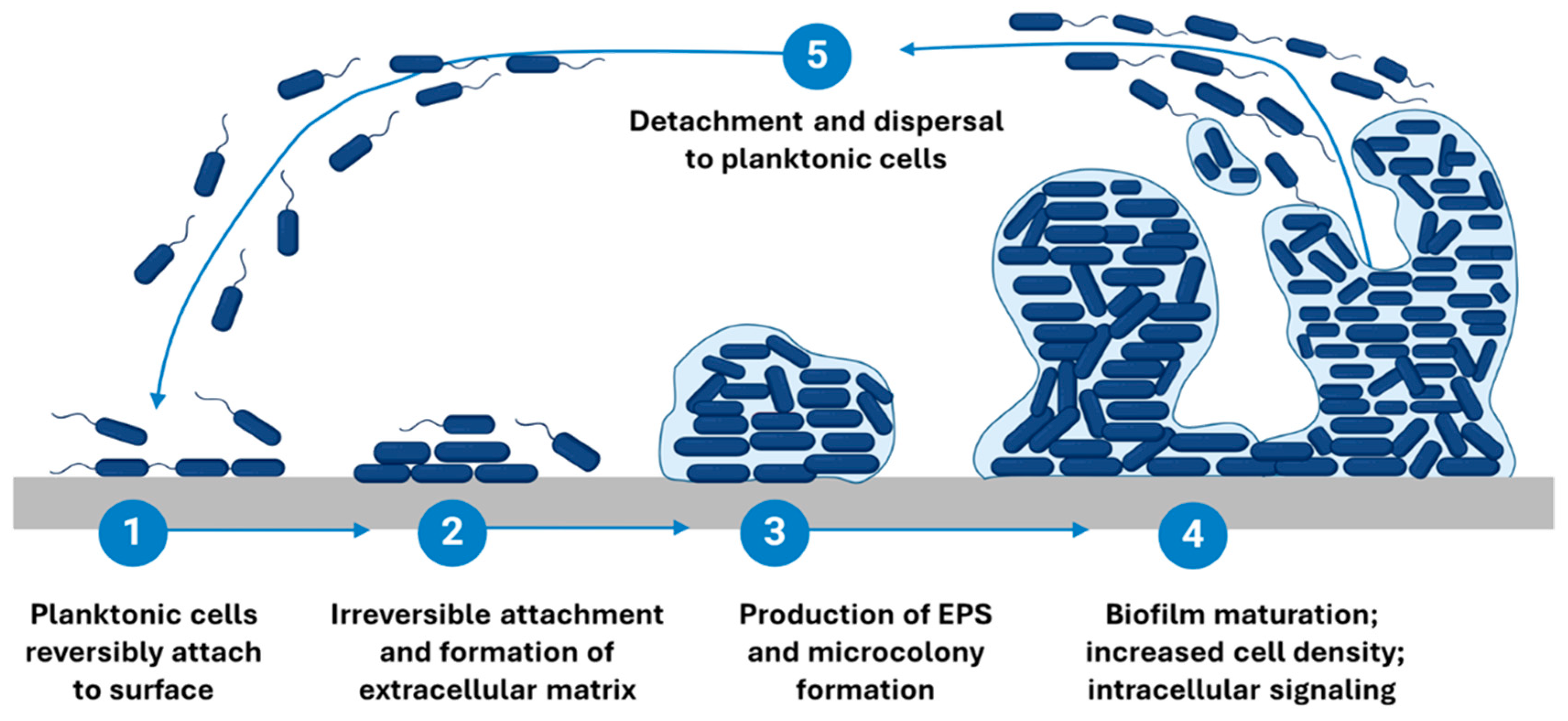 Microorganisms 13 02796 g002