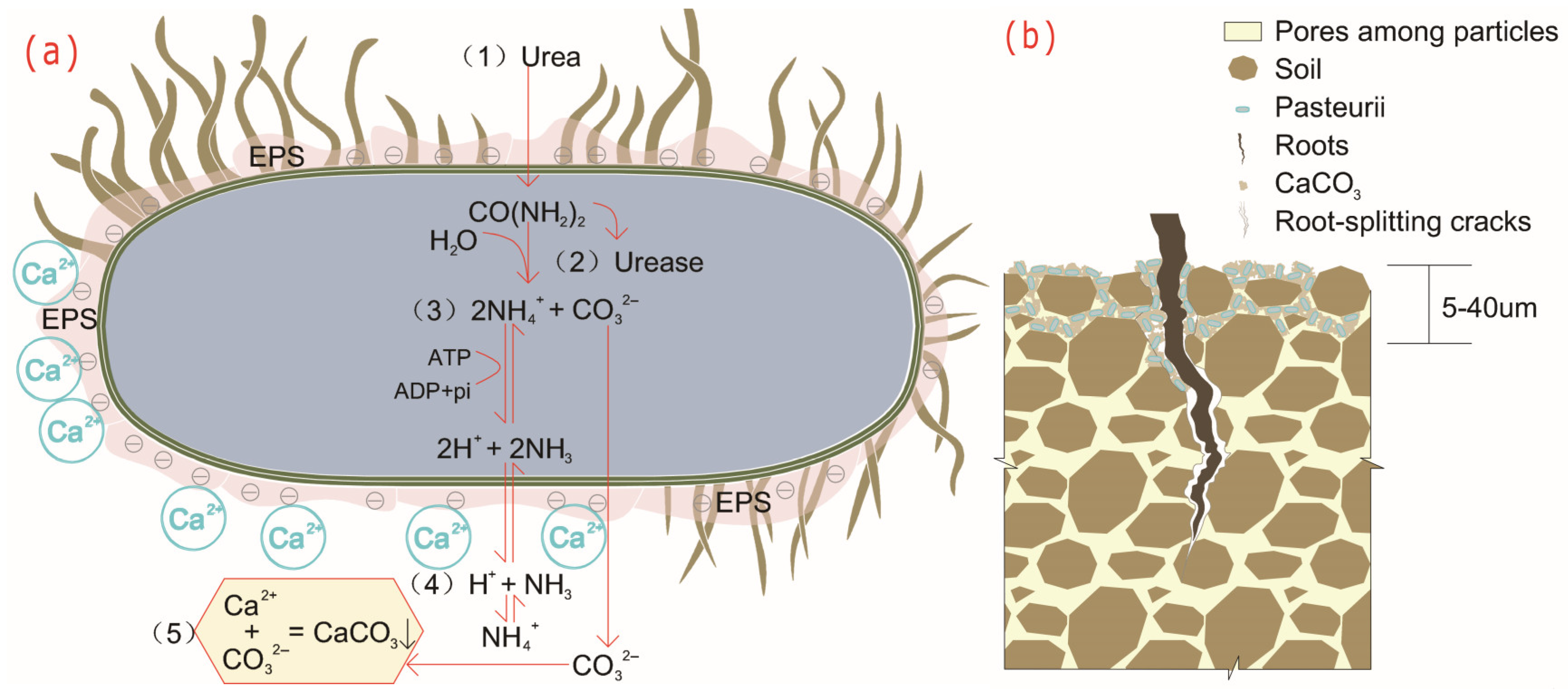 Microorganisms 13 02802 g002