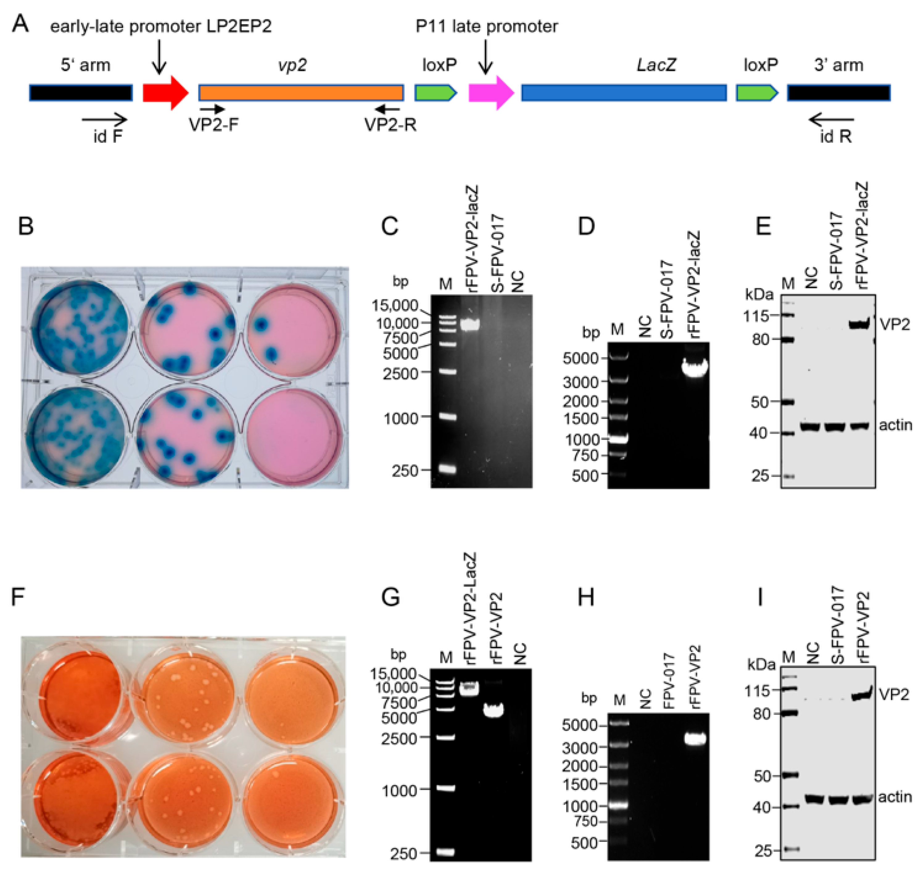Microorganisms 13 02807 g001