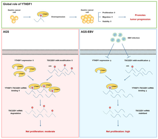 Microorganisms 13 02820 g008