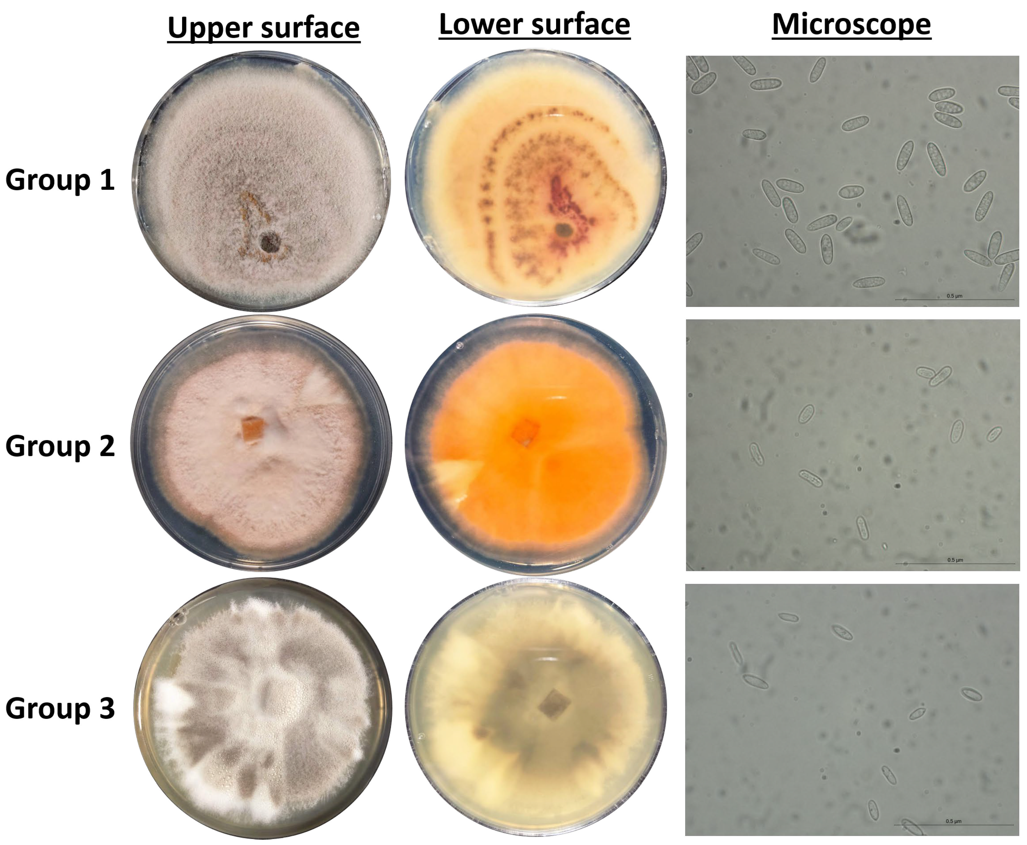 Microorganisms 13 02838 g002