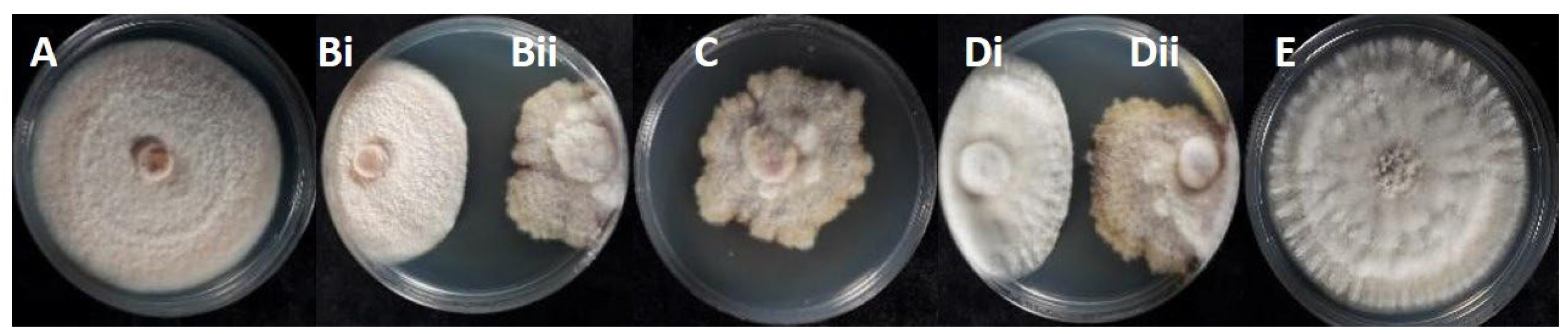 Microorganisms 13 02838 g006