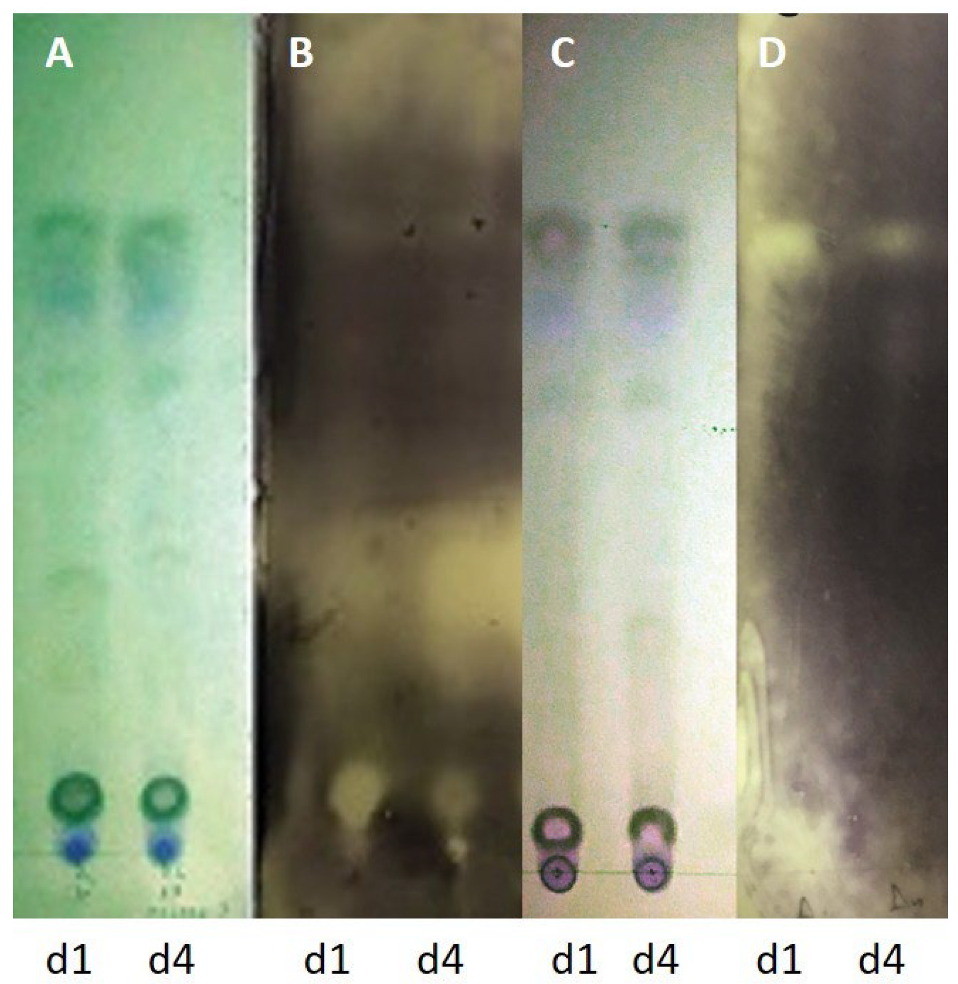 Microorganisms 13 02838 g009