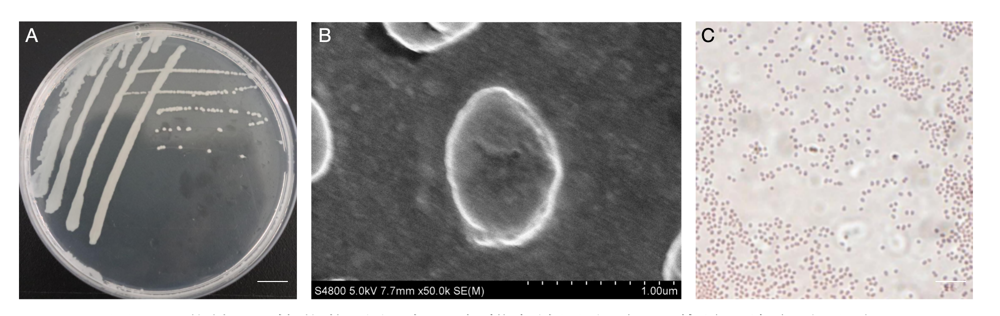 Microorganisms 13 02857 g005 Microorganisms 13 02857 g005