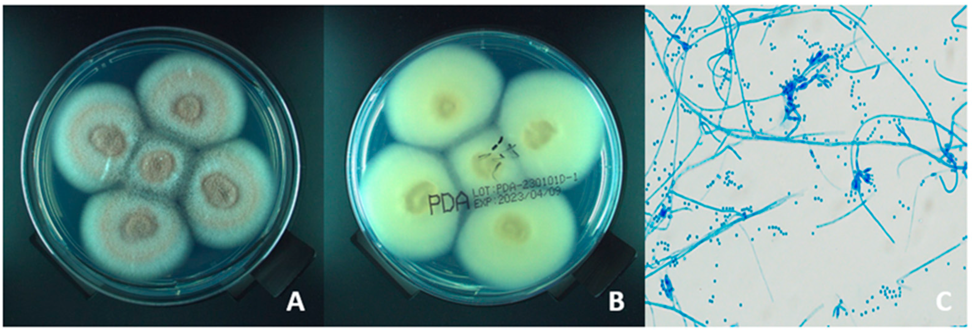 Microorganisms 13 02858 g002 Microorganisms 13 02858 g002