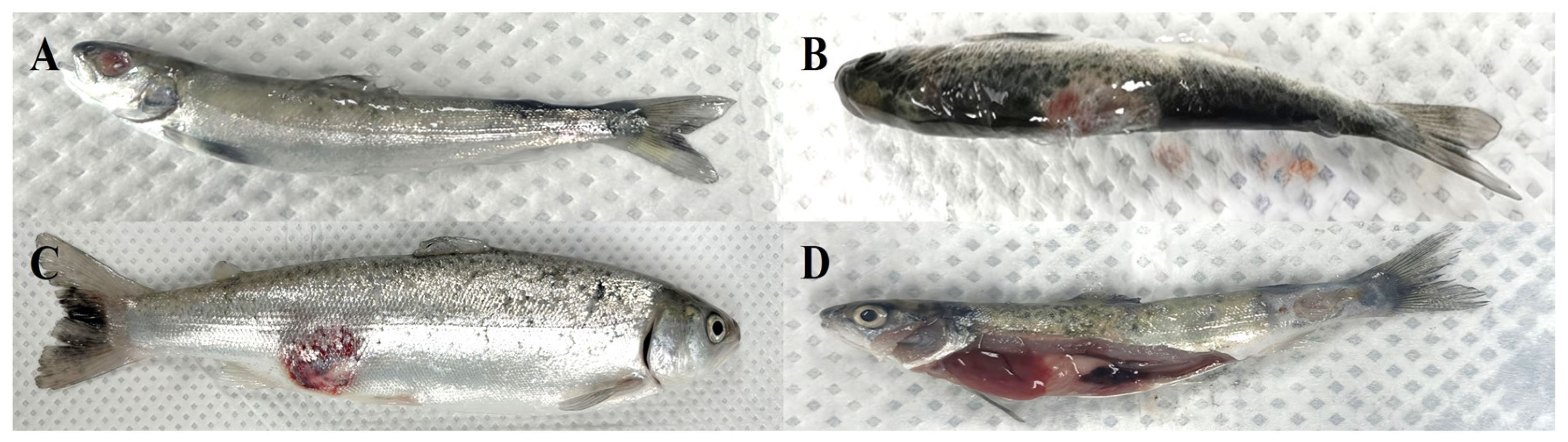 Microorganisms 13 02863 g001