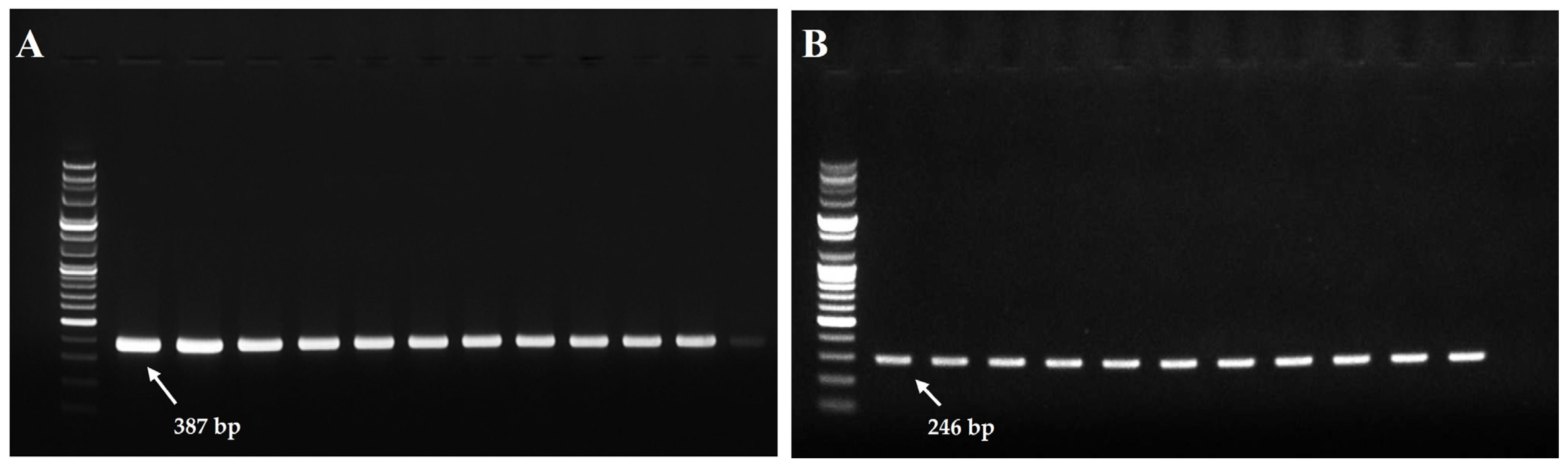 Microorganisms 13 02863 g004