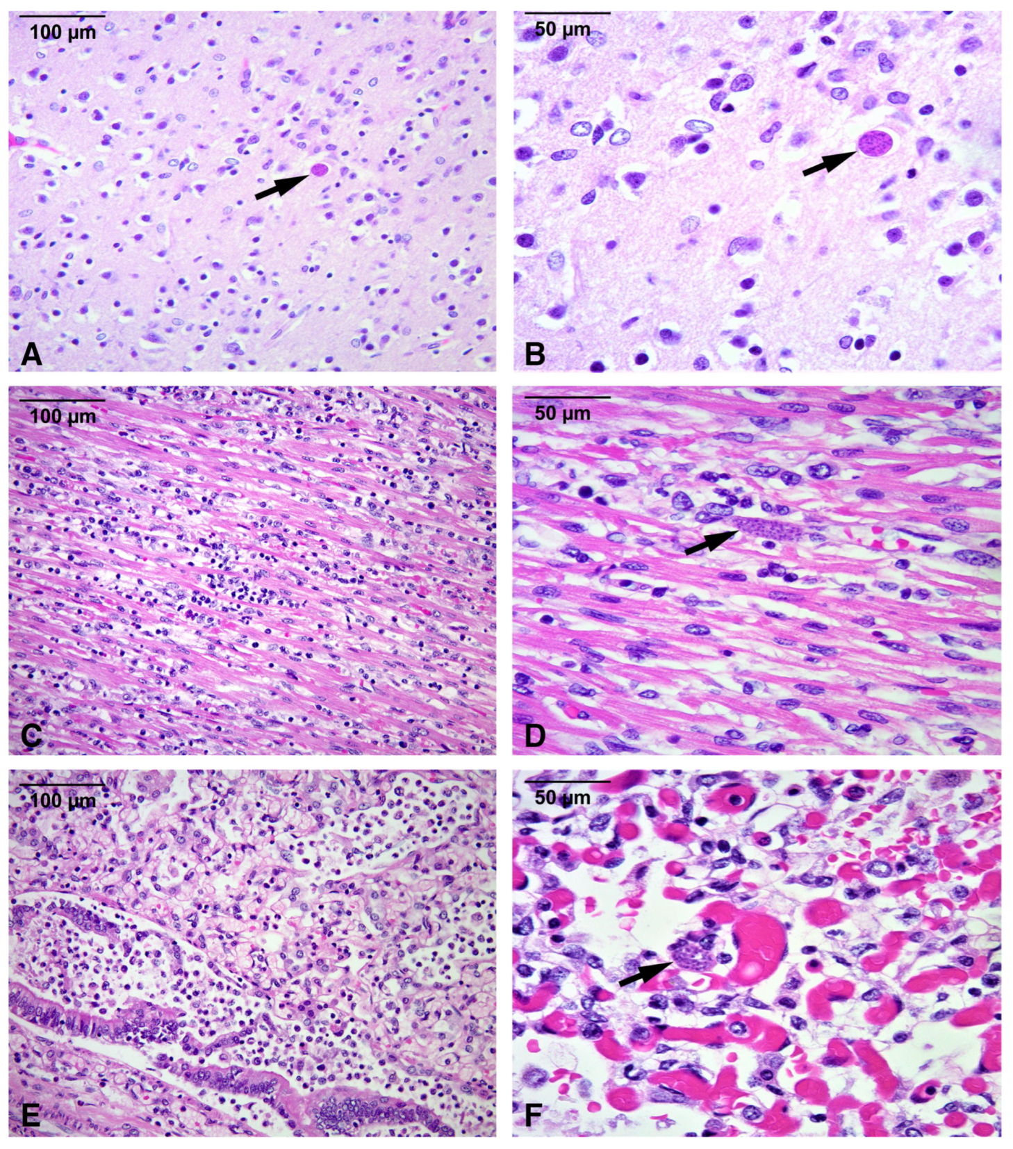 Microorganisms 13 02865 g001