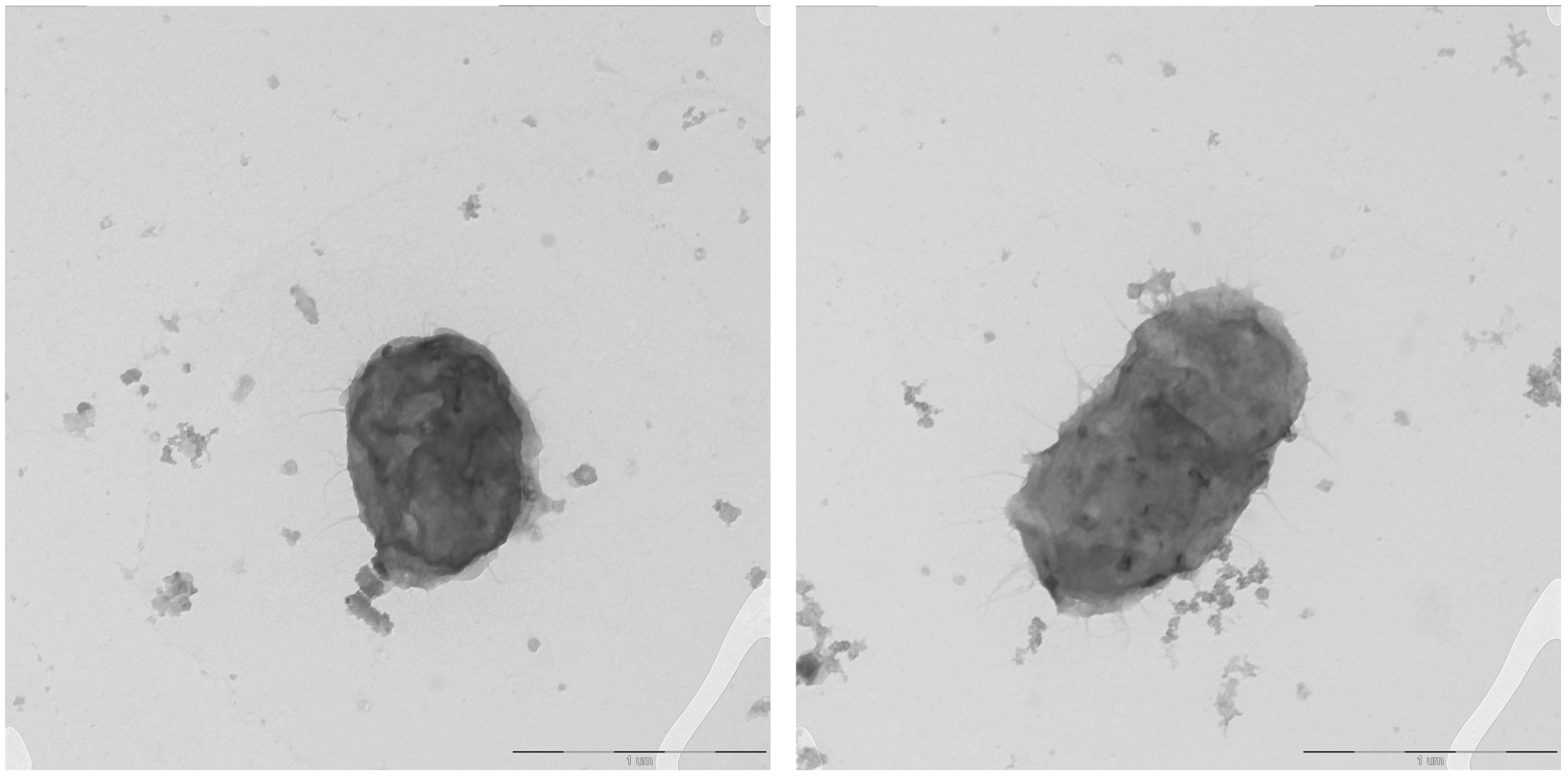Microorganisms 14 00024 g006
