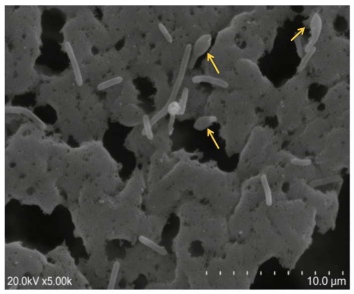Microorganisms 14 00049 g004