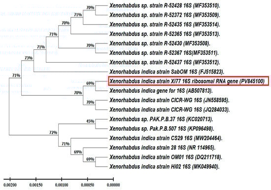 Xenorhabdus indica’s phylogenetic analysis based on gene sequences illustrating its relationships to other Xenorhabdus species.