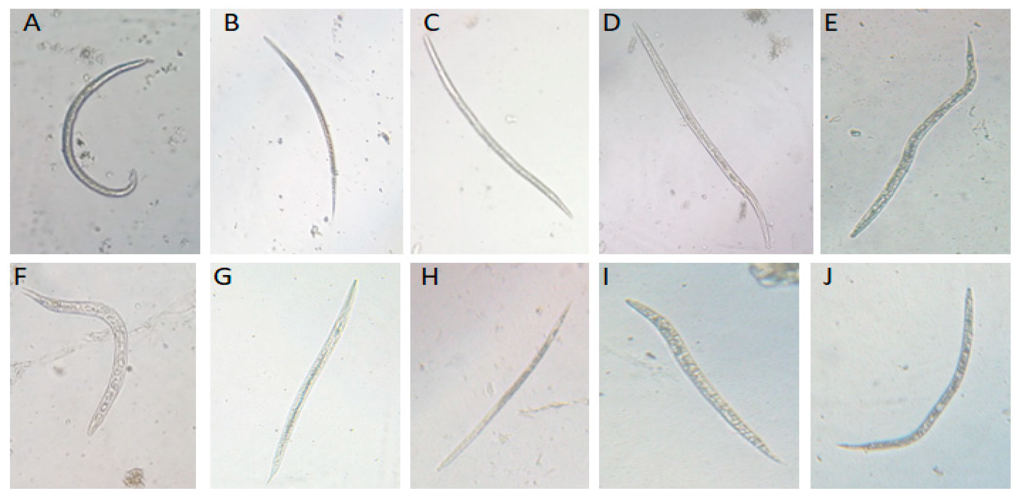 Microorganisms 14 00092 g006 Microorganisms 14 00092 g006