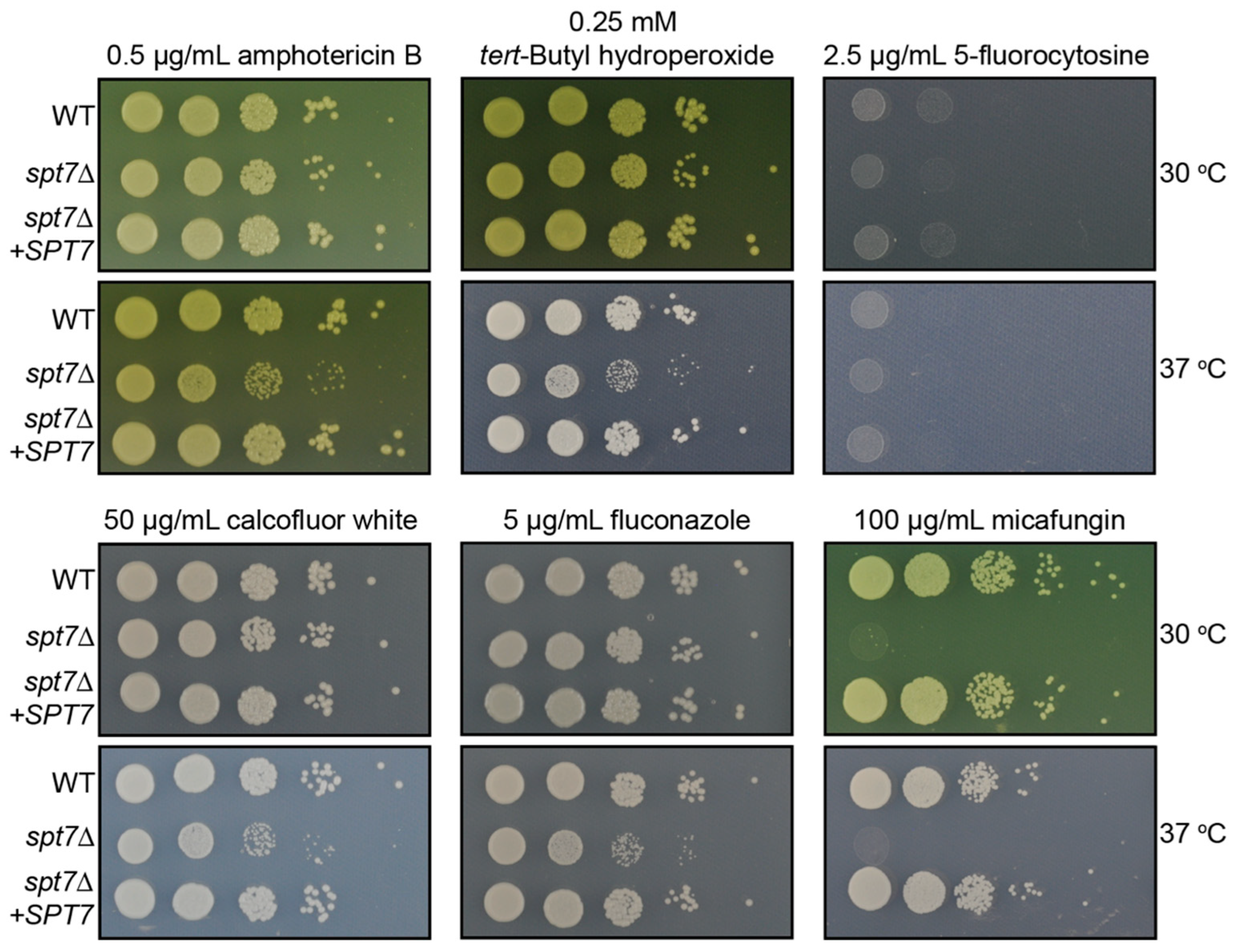 Microorganisms 14 00095 g003 Microorganisms 14 00095 g003