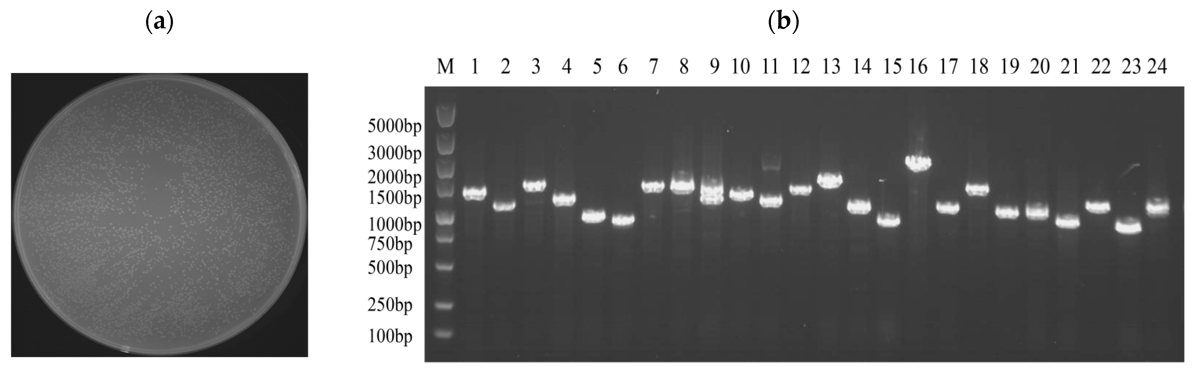Microorganisms 14 00129 g003