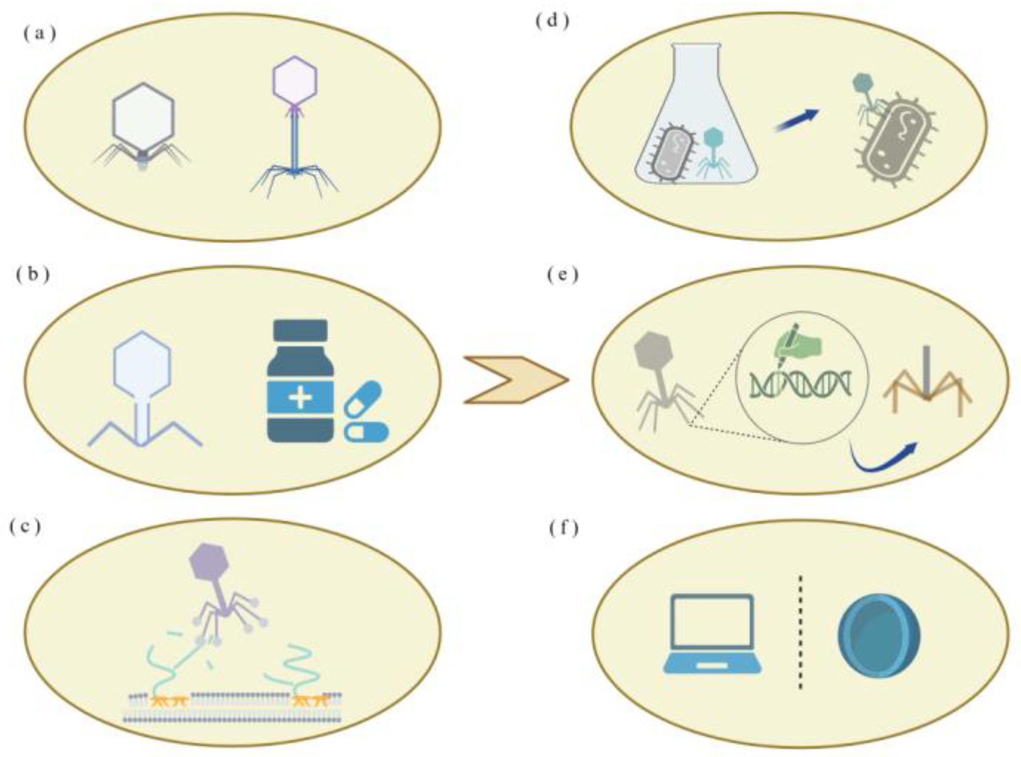 Bacteriophage Therapy Against Klebsiella Pneumoniae | MDPI