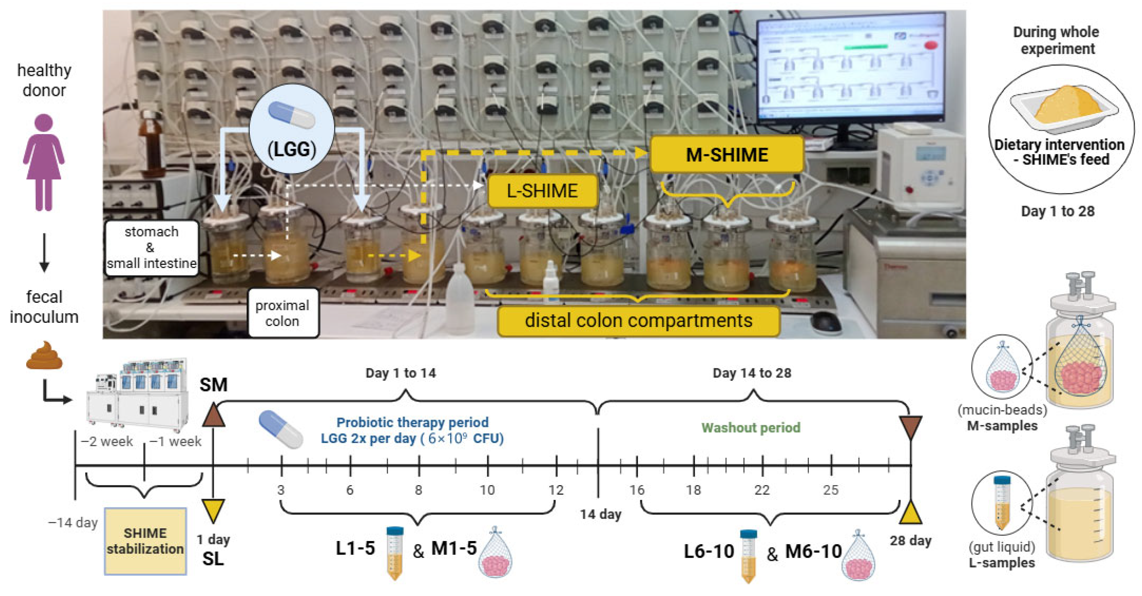 Microorganisms 14 00270 g001