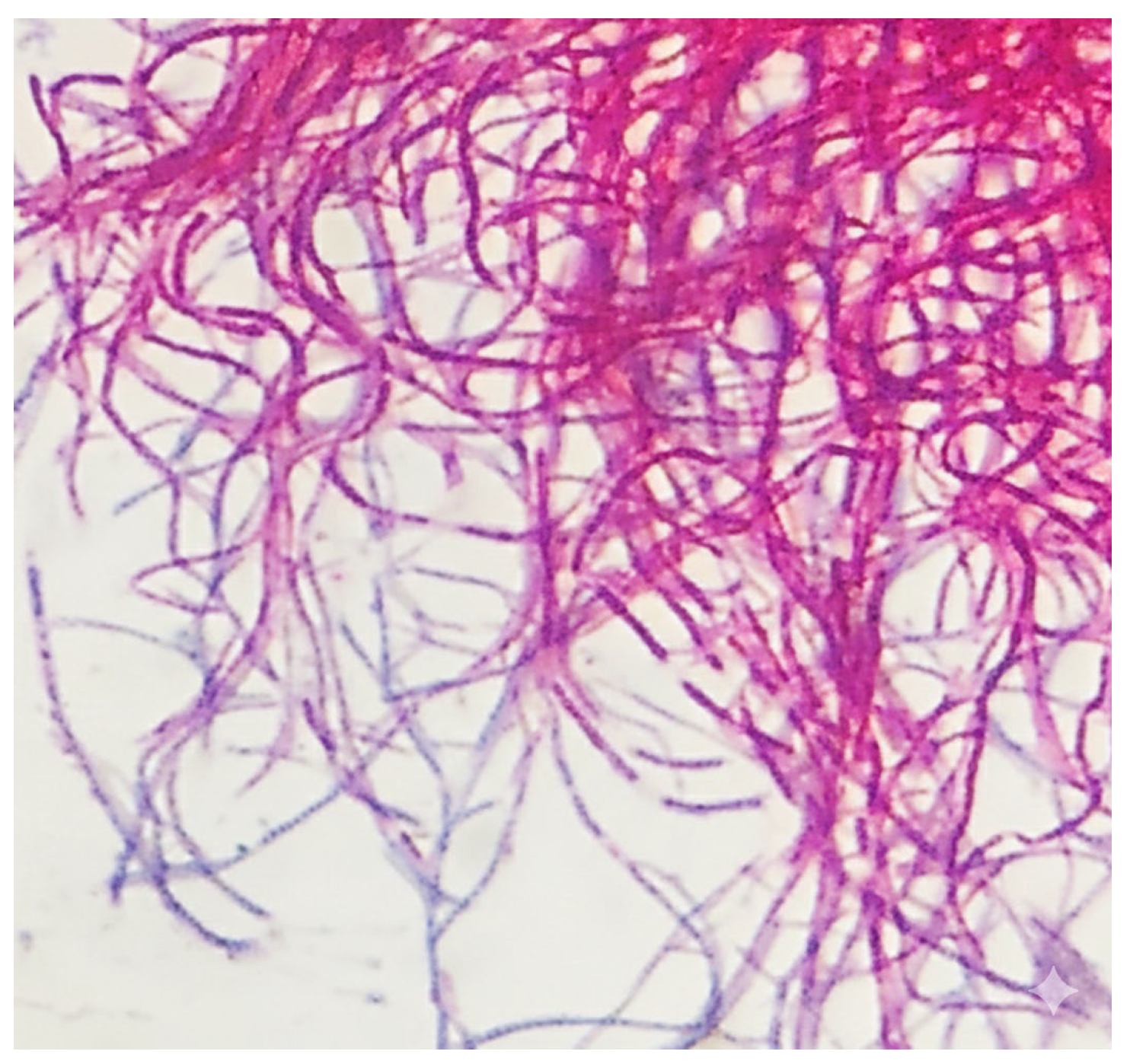 Microorganisms 14 00306 g003 Microorganisms 14 00306 g003
