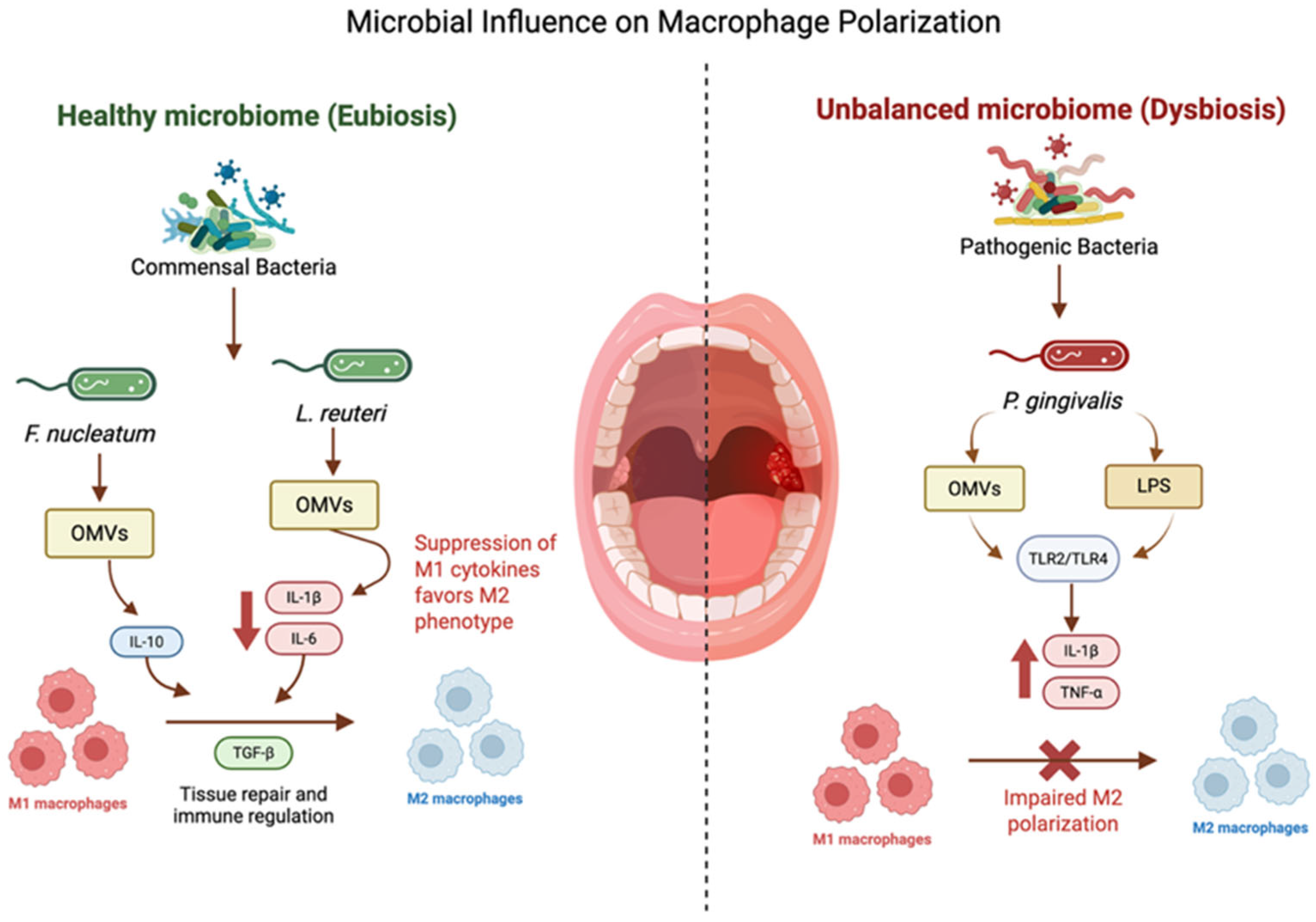 Microorganisms 14 00330 g003