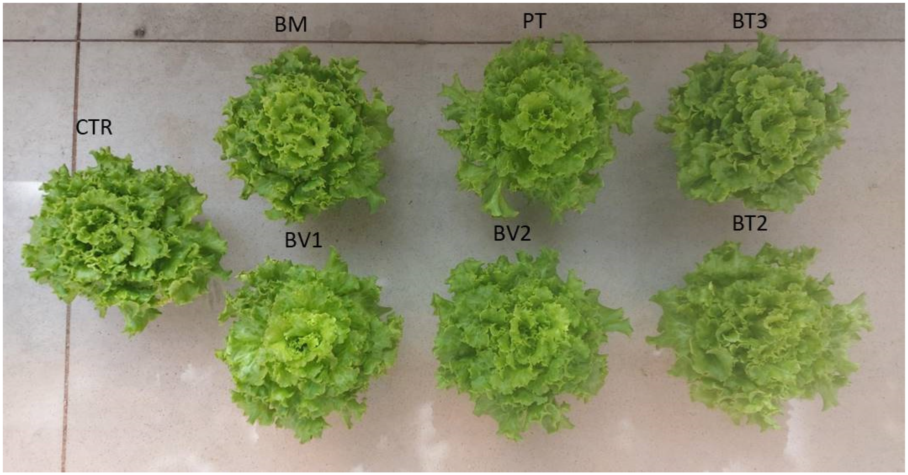 Microorganisms 14 00353 g002