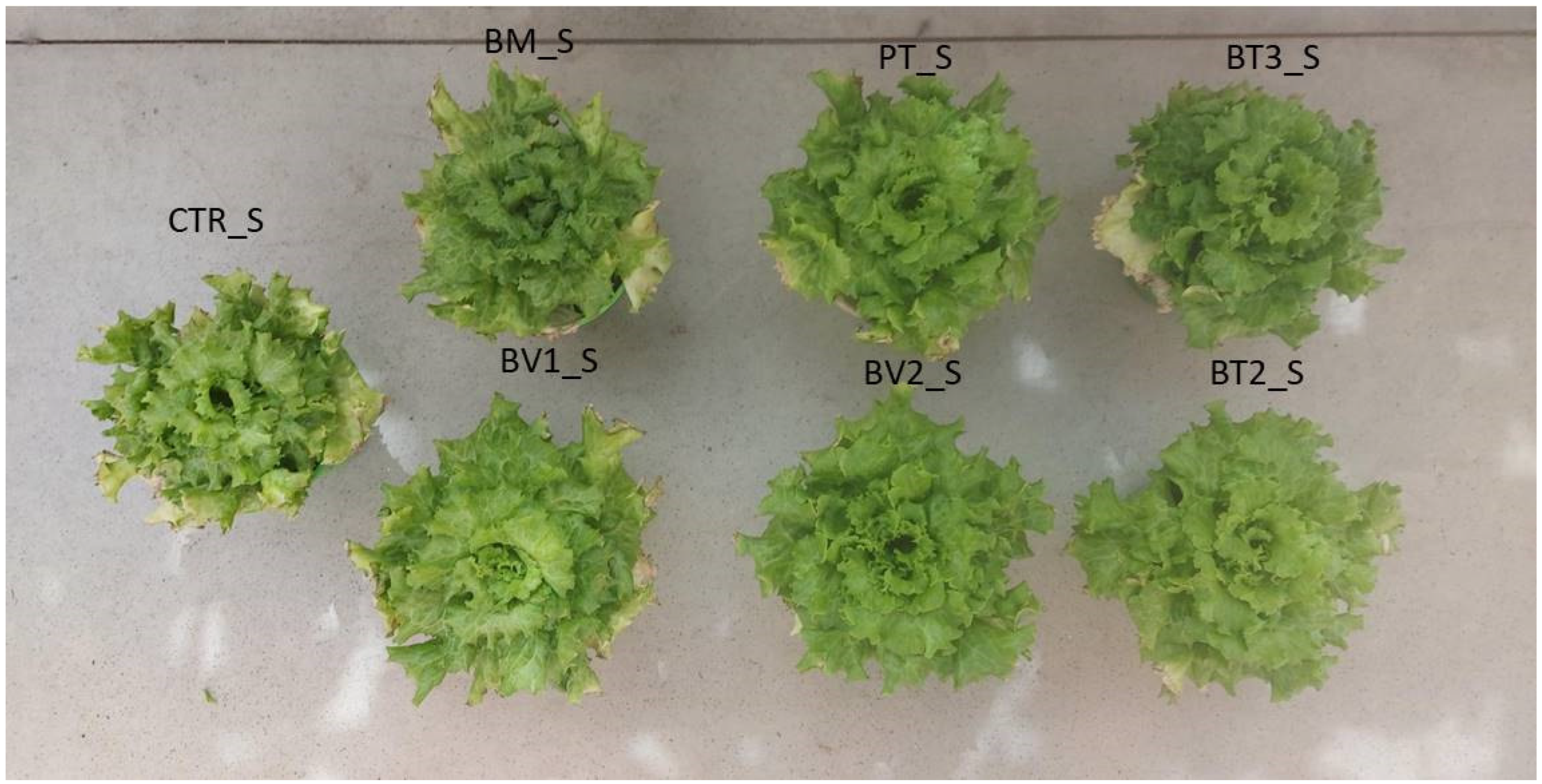 Microorganisms 14 00353 g004