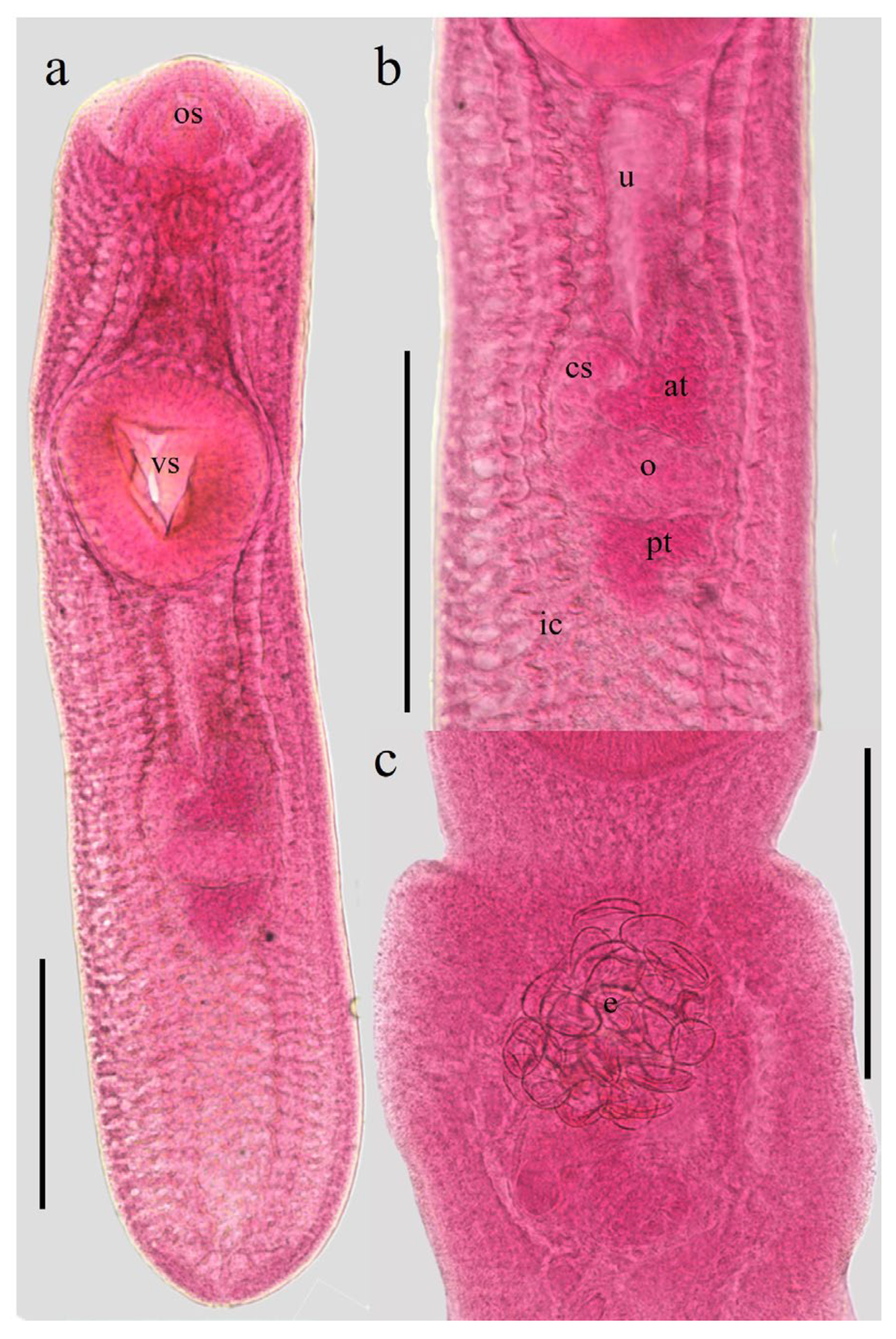 Microorganisms 14 00354 g001