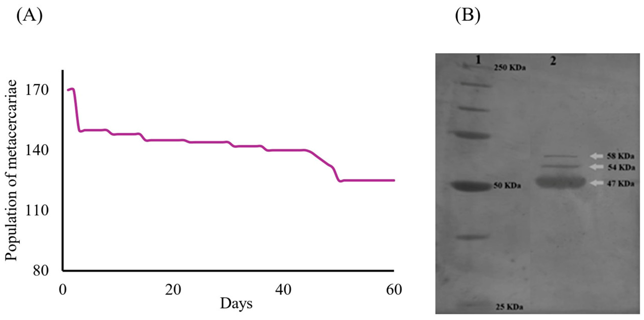 Microorganisms 14 00354 g002